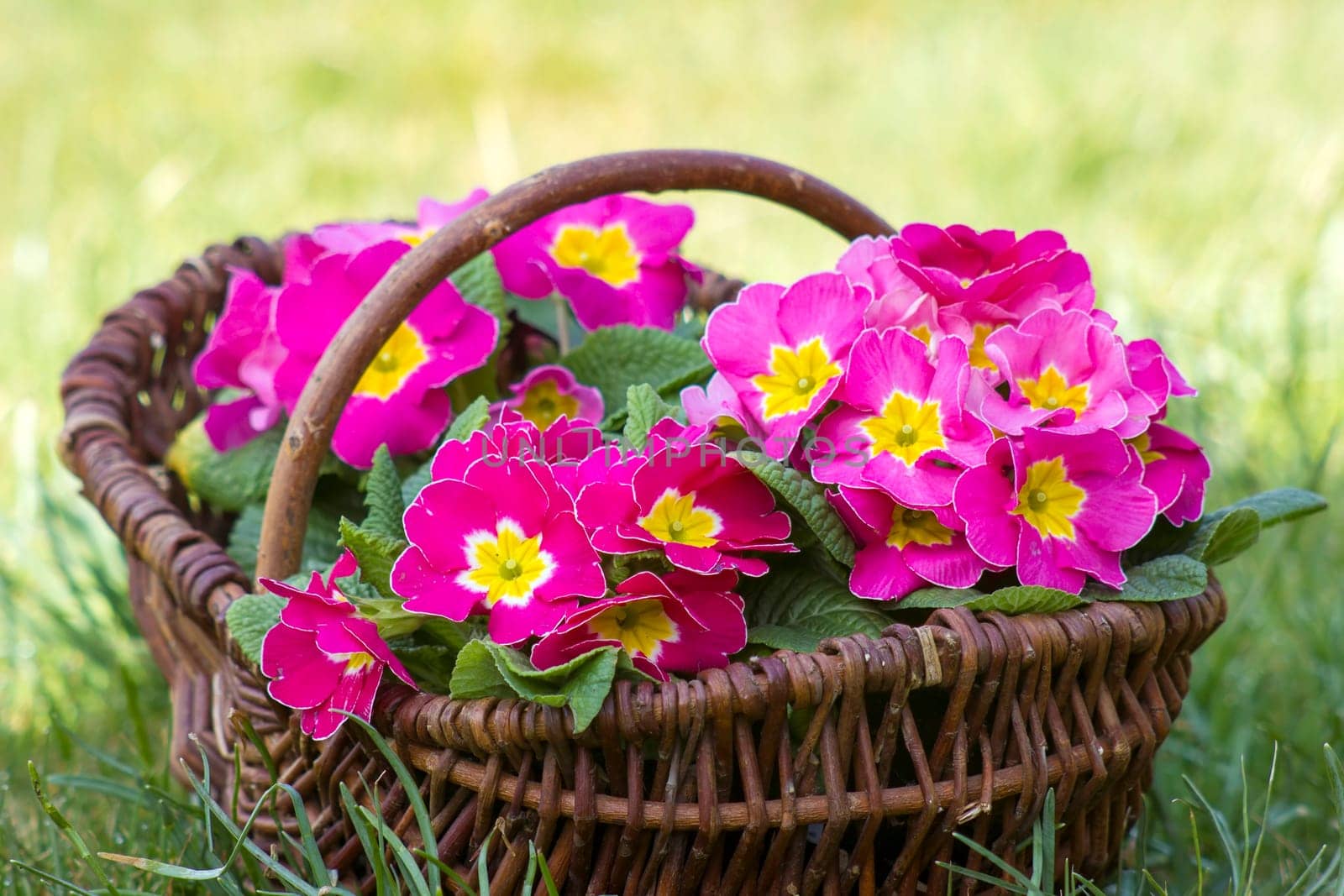 Blossoming pink primrose in a basket