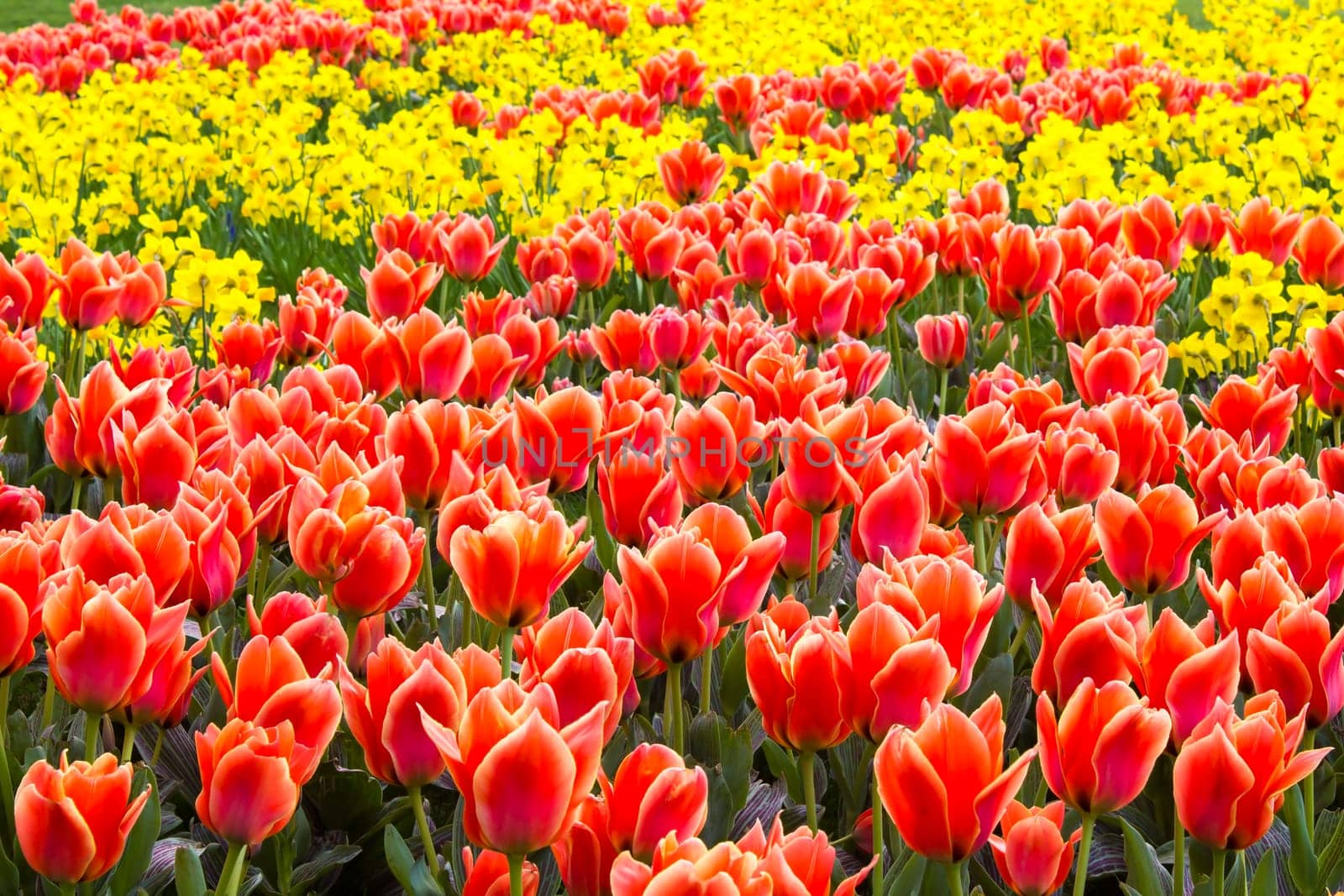A spring field with spring flowers in Germany