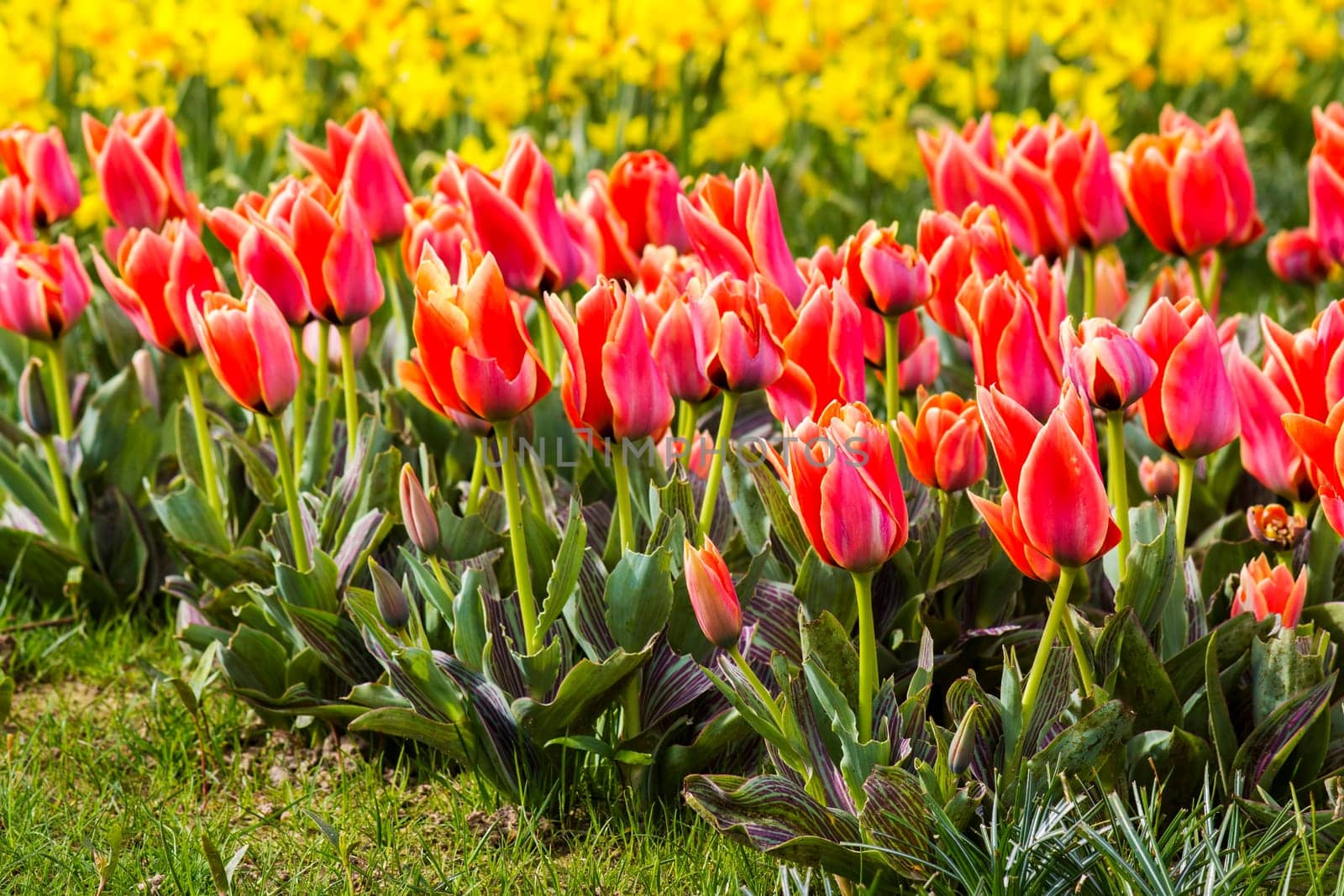 A spring field with spring flowers in Germany