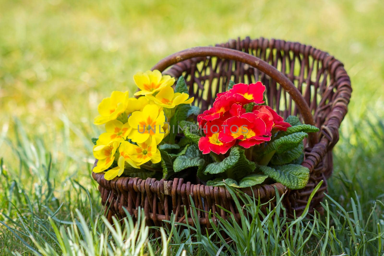 Blossoming primrose flowers in a basket