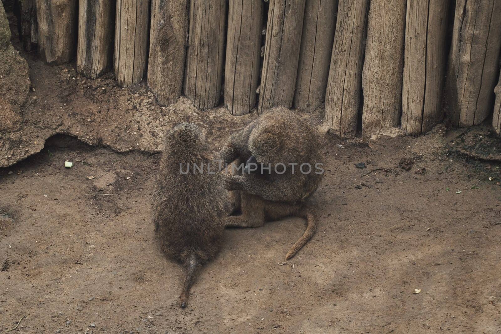 Anubis baboons, monkeys in a zoo in germany