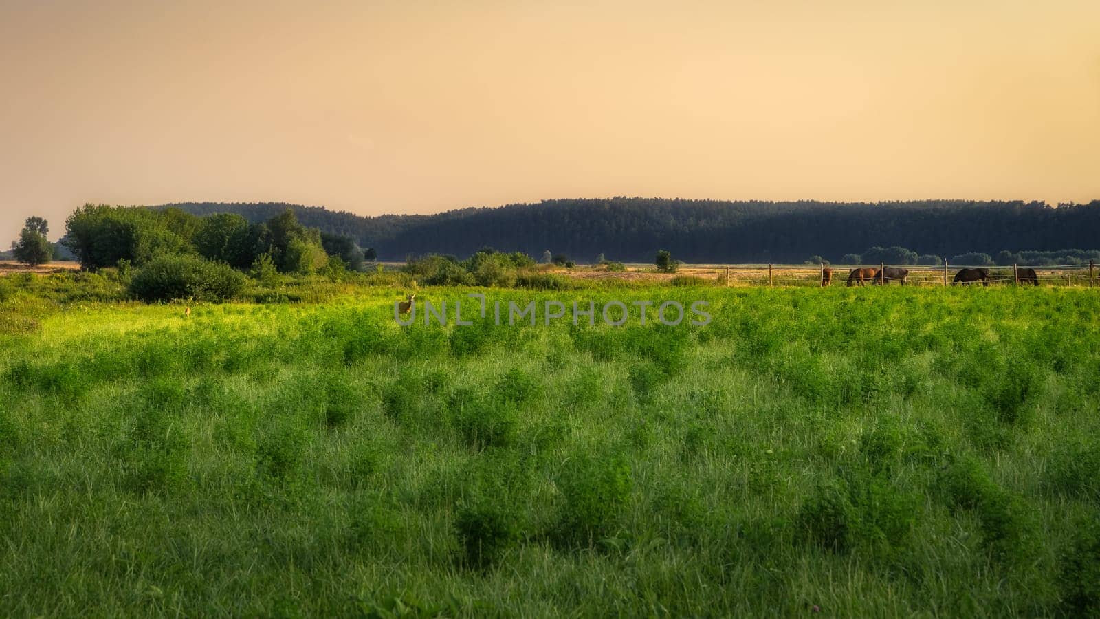 Deer and horses grazing on a green field at early morning, sunrise, with forest in a background, near Gniew city, Poland