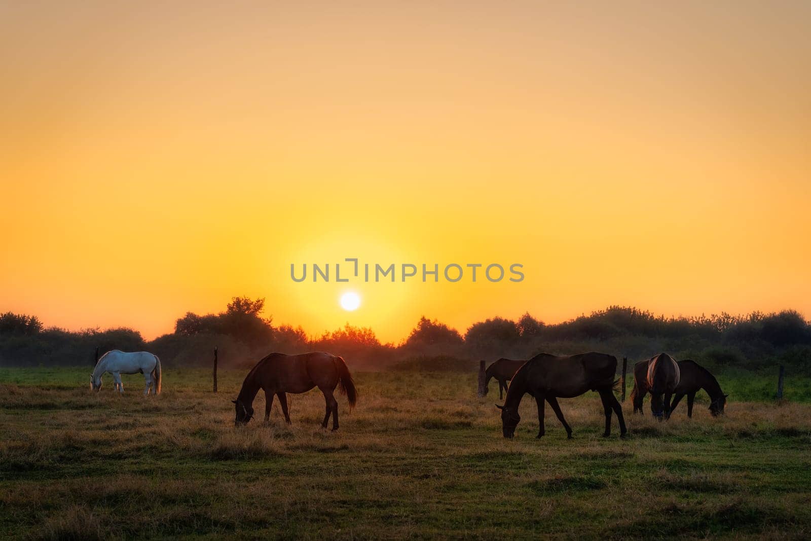 Group of horses grazing on a green field at early morning, sunrise, with forest in a background. Horse silhouette. Gniew, Poland
