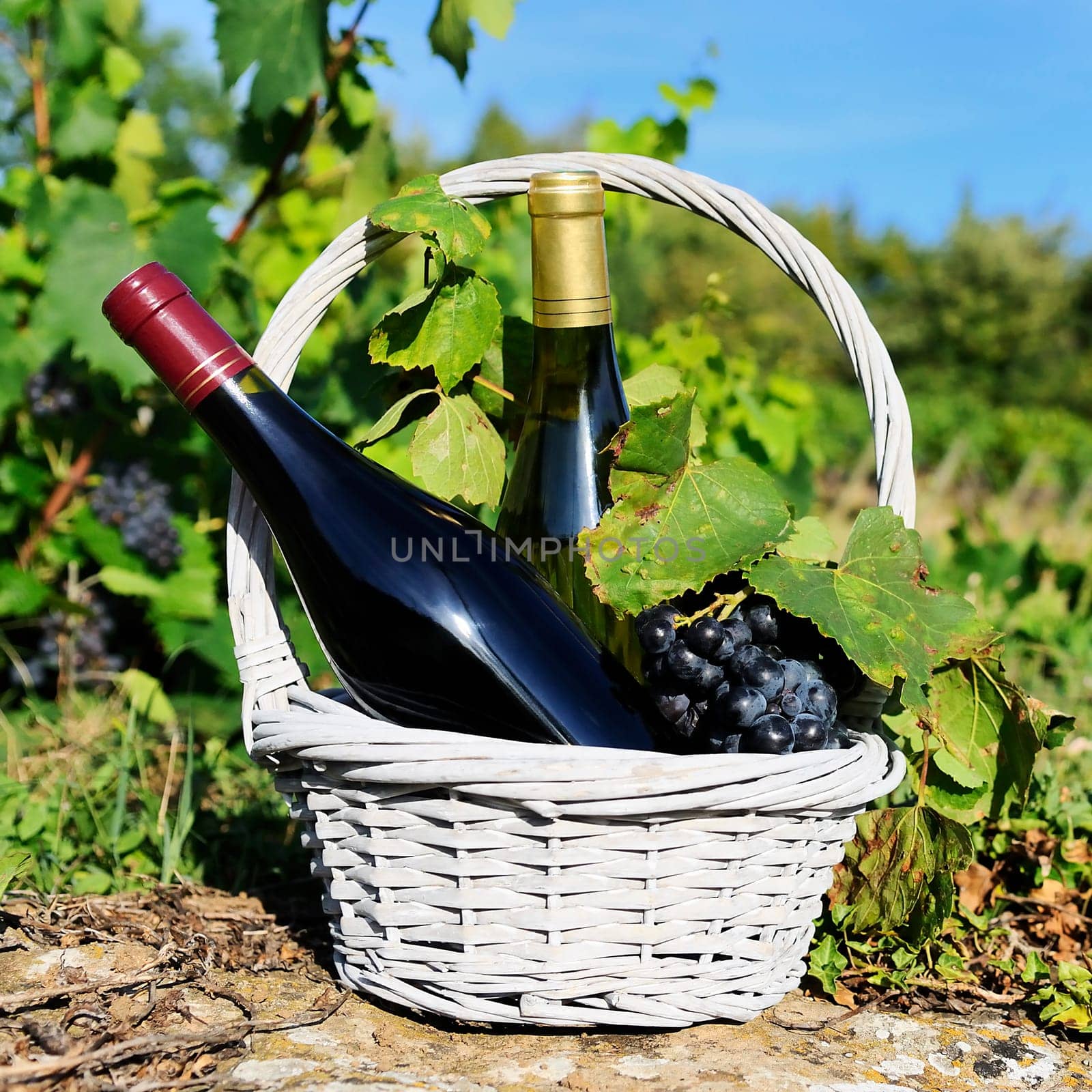 white and red wine in a basket with grapes