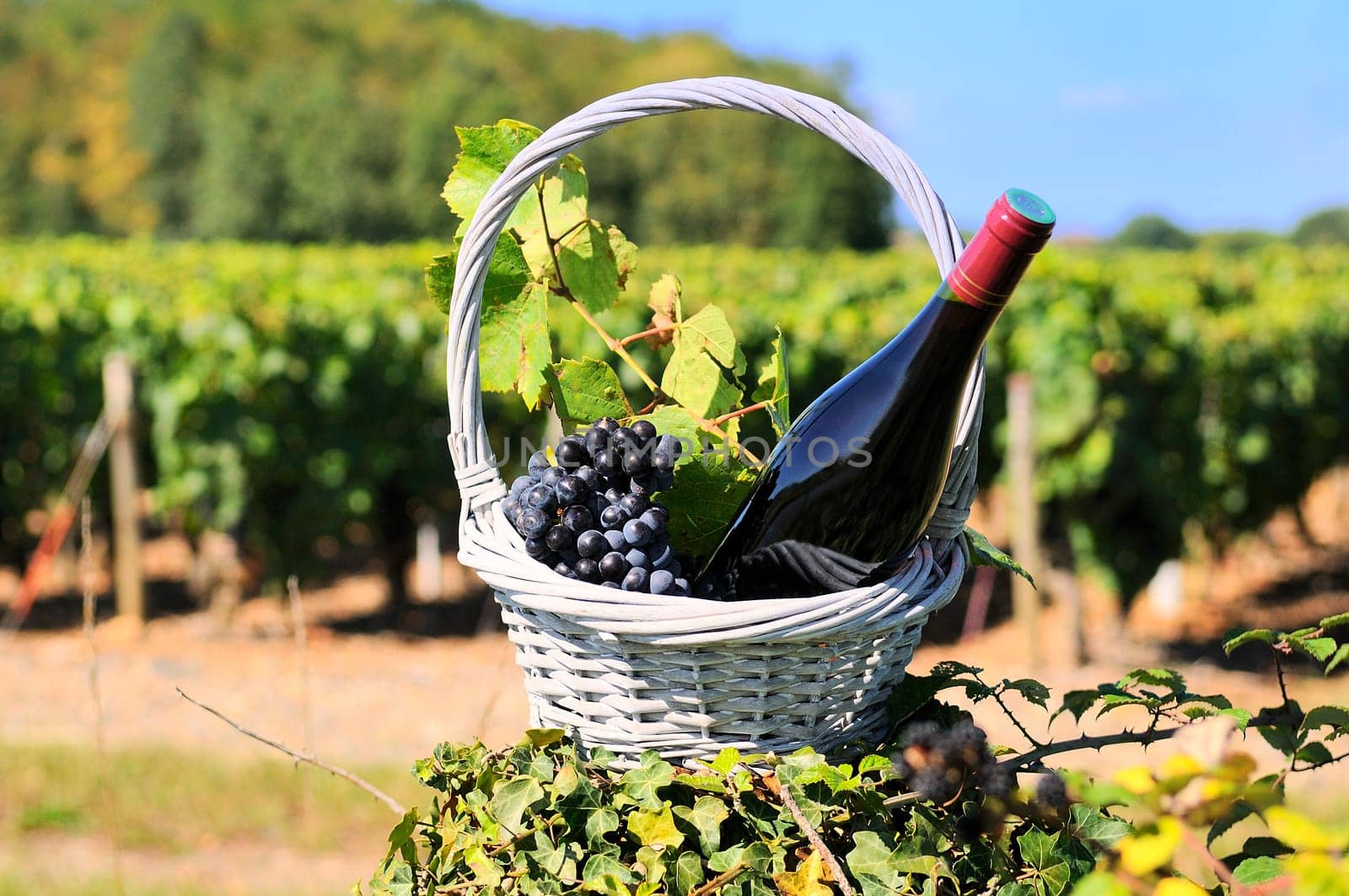 Bottle of red wine and grapes in basket