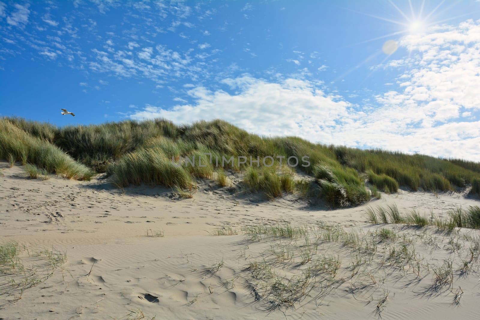Beach oat in the sandy dunes on the North Sea coast in the Netherlands on Zeeland on the island Schouwen-Duiveland