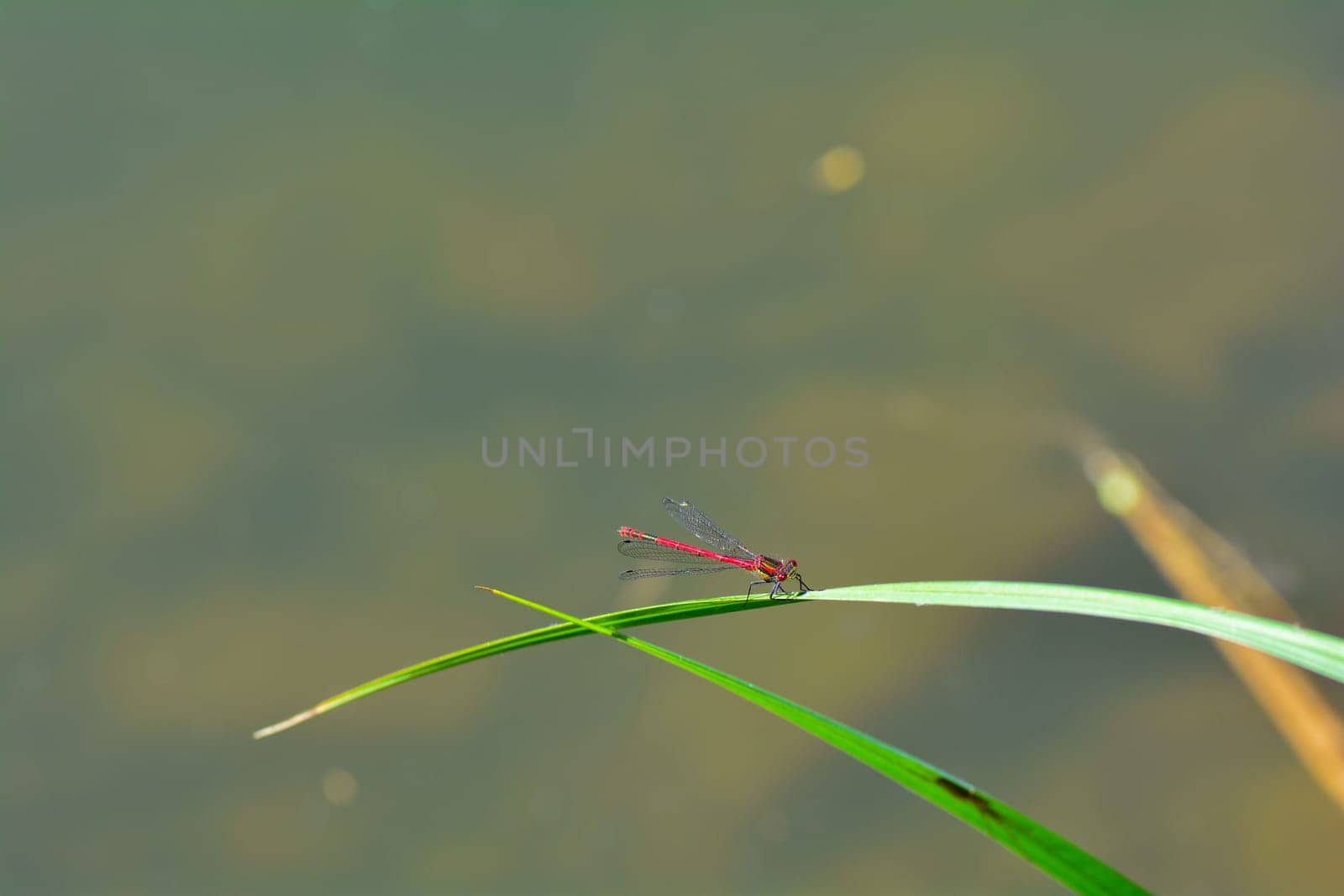 Adonis dragonfly ( Pyrrhosoma nymphula ) on plant in nature