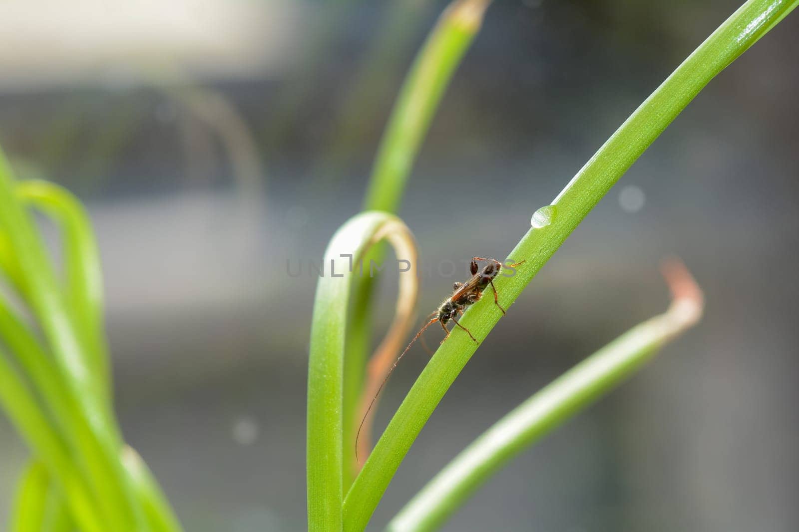 A long-horned beetle ( Molorchus minor ) on a green plant