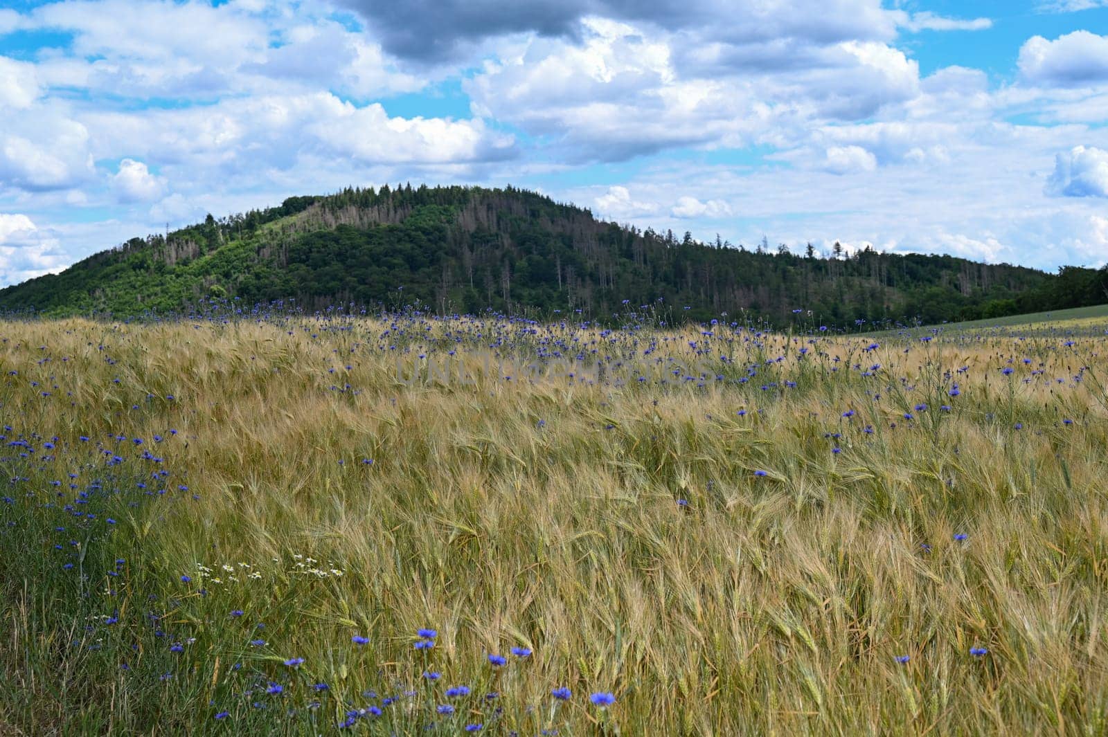 Grain field with lots of blue cornflowers ( Centaurea cyanus ) and green forest and sky in the background