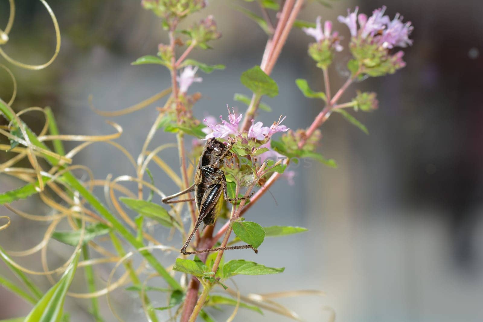 Common bush cricket ( Pholidoptera griseoaptera ) on a plant