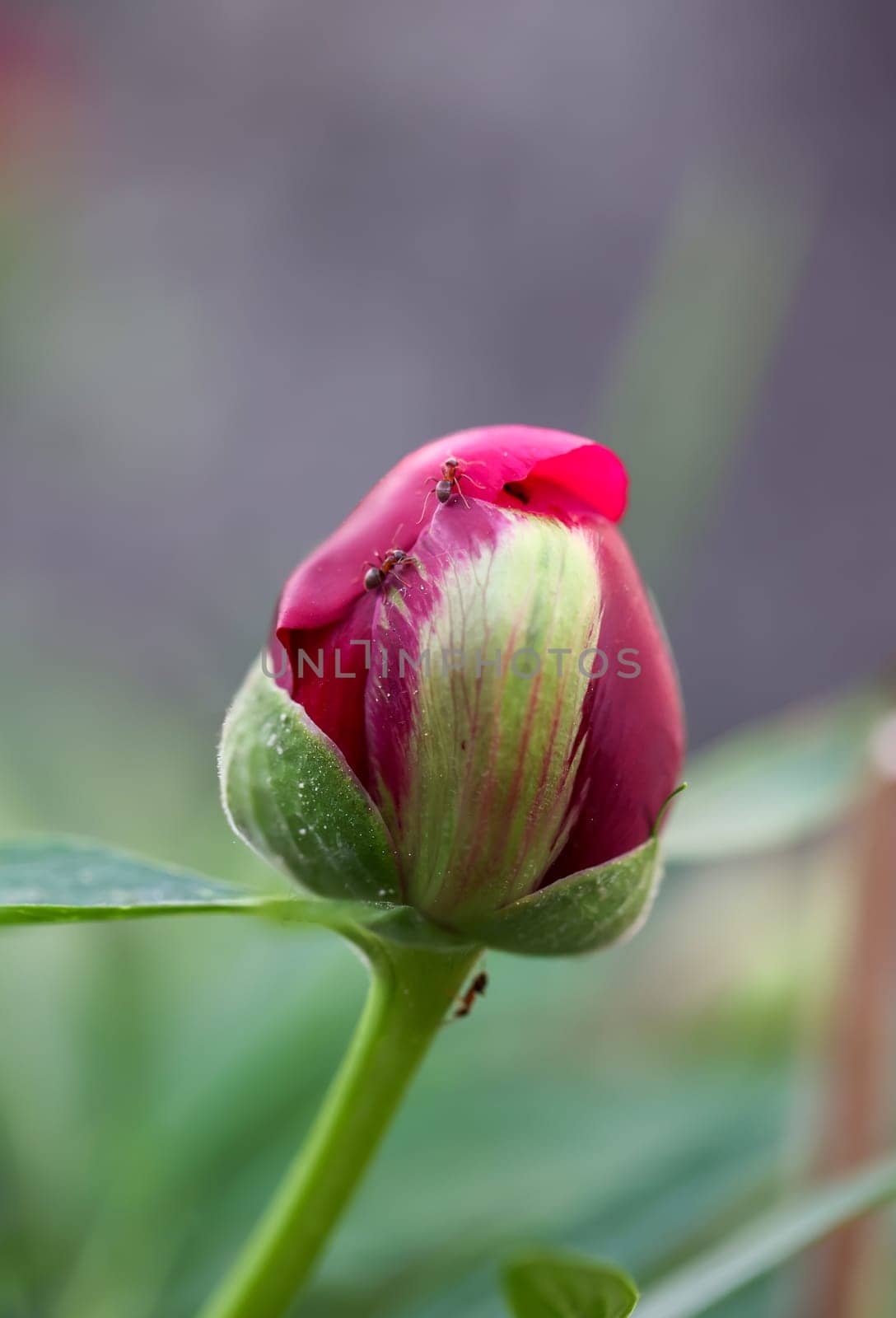 A portrait of a peony blossom. A beautiful red blossom.