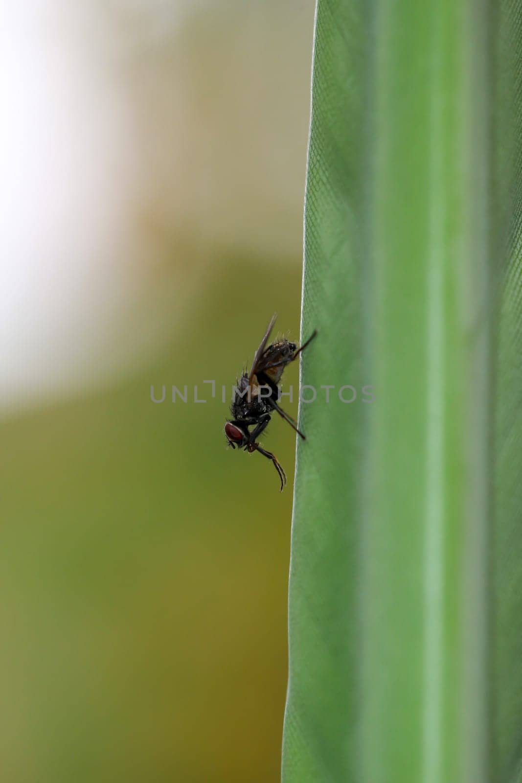 A fly on the leaf of a strelizia.