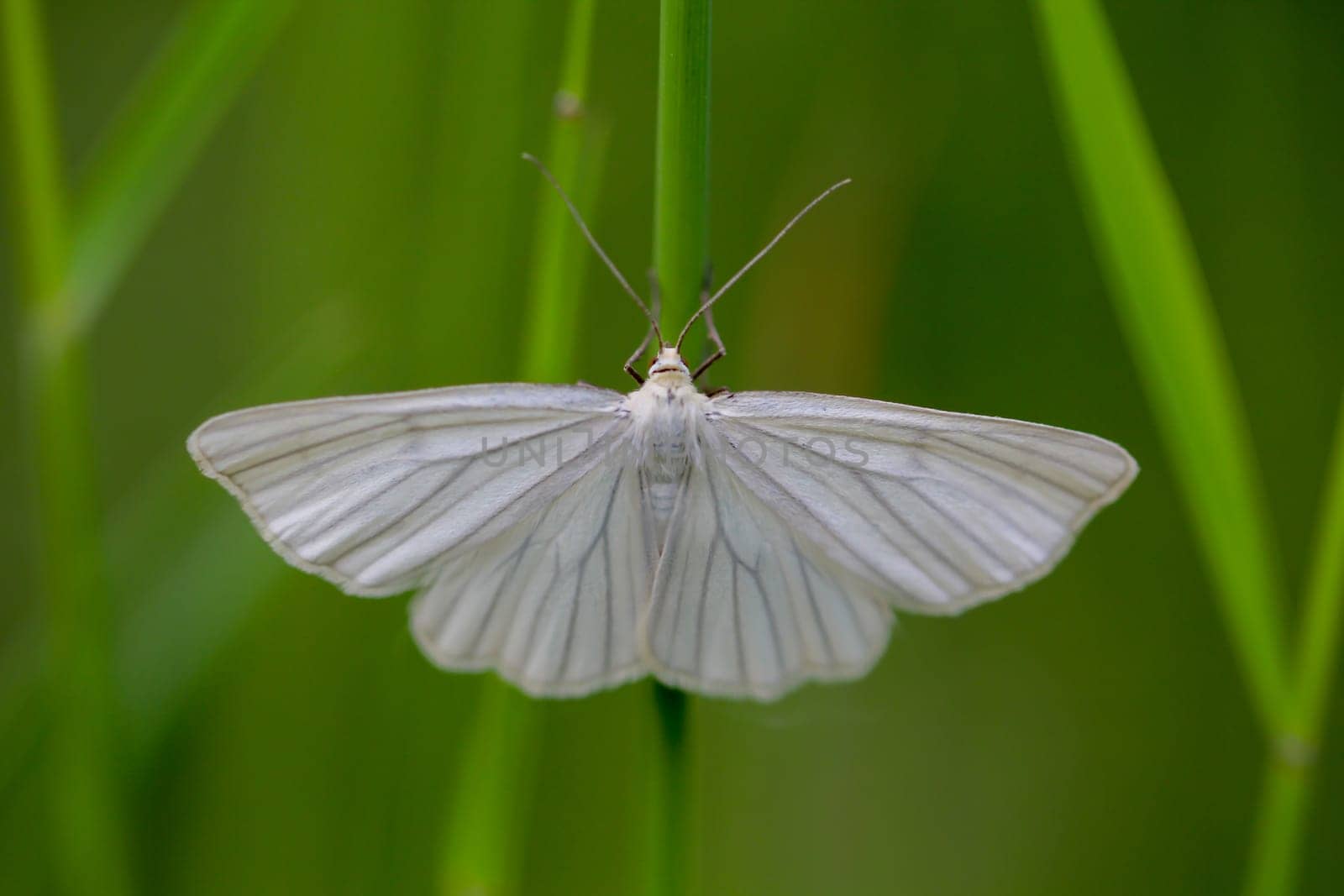 A shy siona lineata, hard hay moth on a blade of grass.