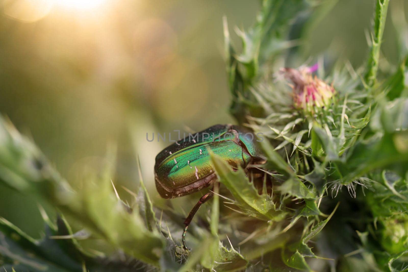 A rosebug on a milk thistle in a meadow.