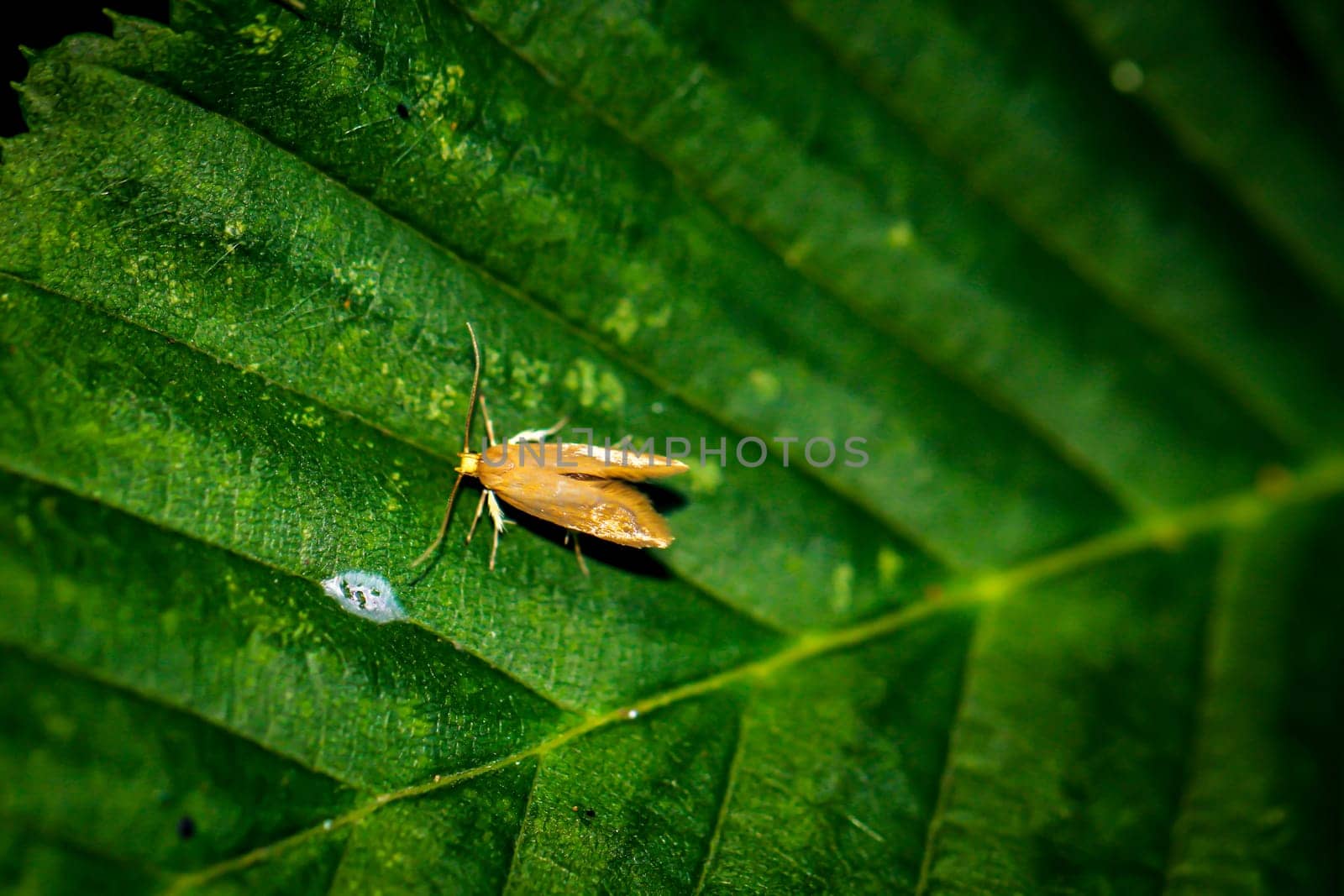 A fruit tree rot moth on a leaf of a tree.