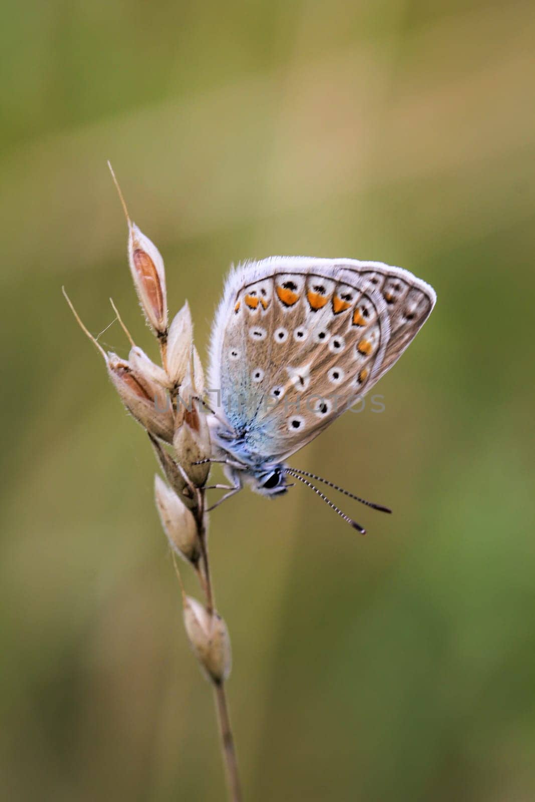 A blue butterfly on a grass plant. There are many species of blue butterflies.