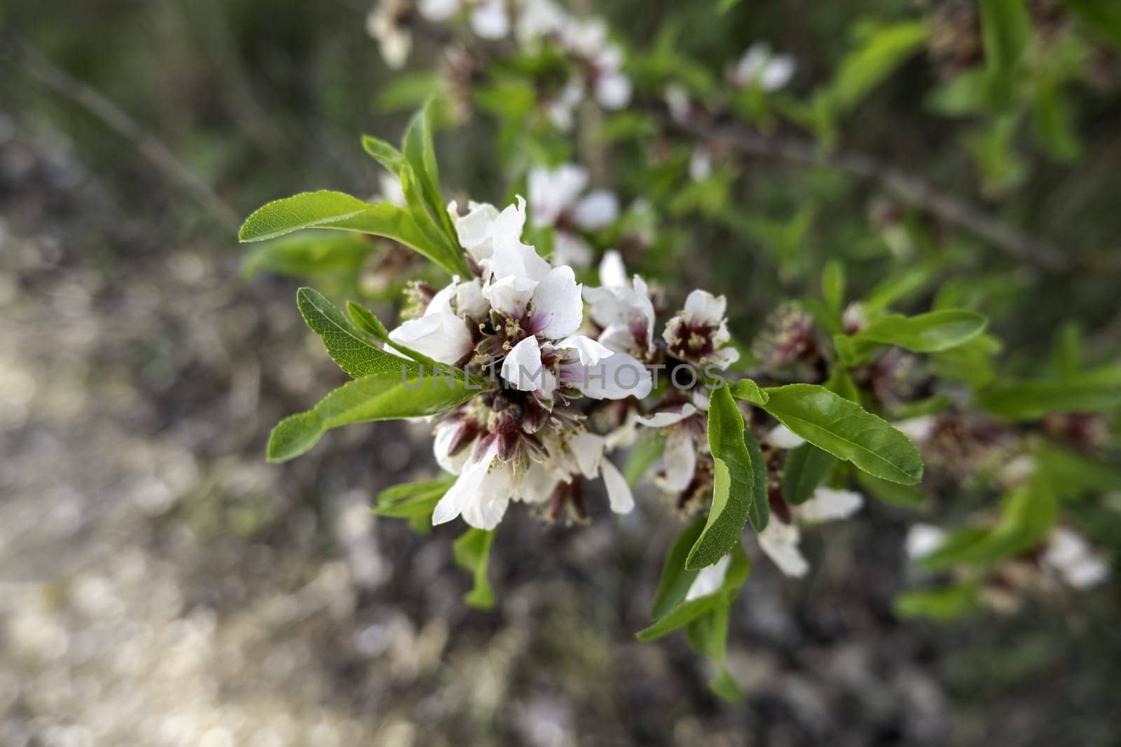 Detail of wild tree with white flowers in the field