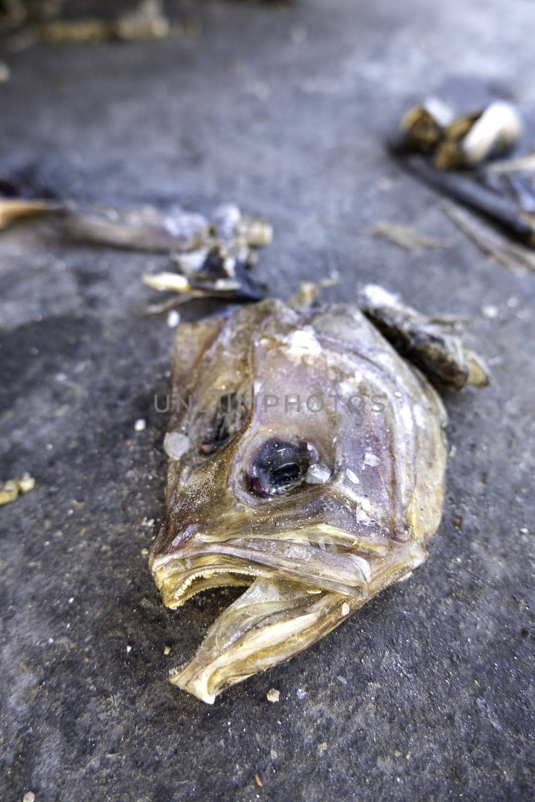 Detail of spoiled fish thrown in the trash, food waste