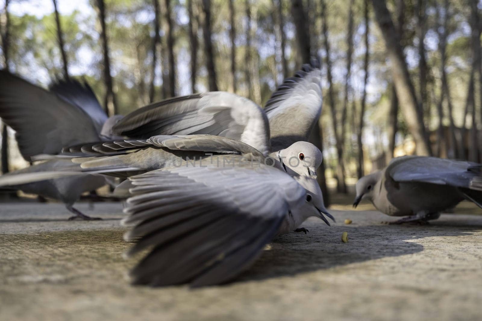 Detail of wild birds in nature, feeding and animal protection