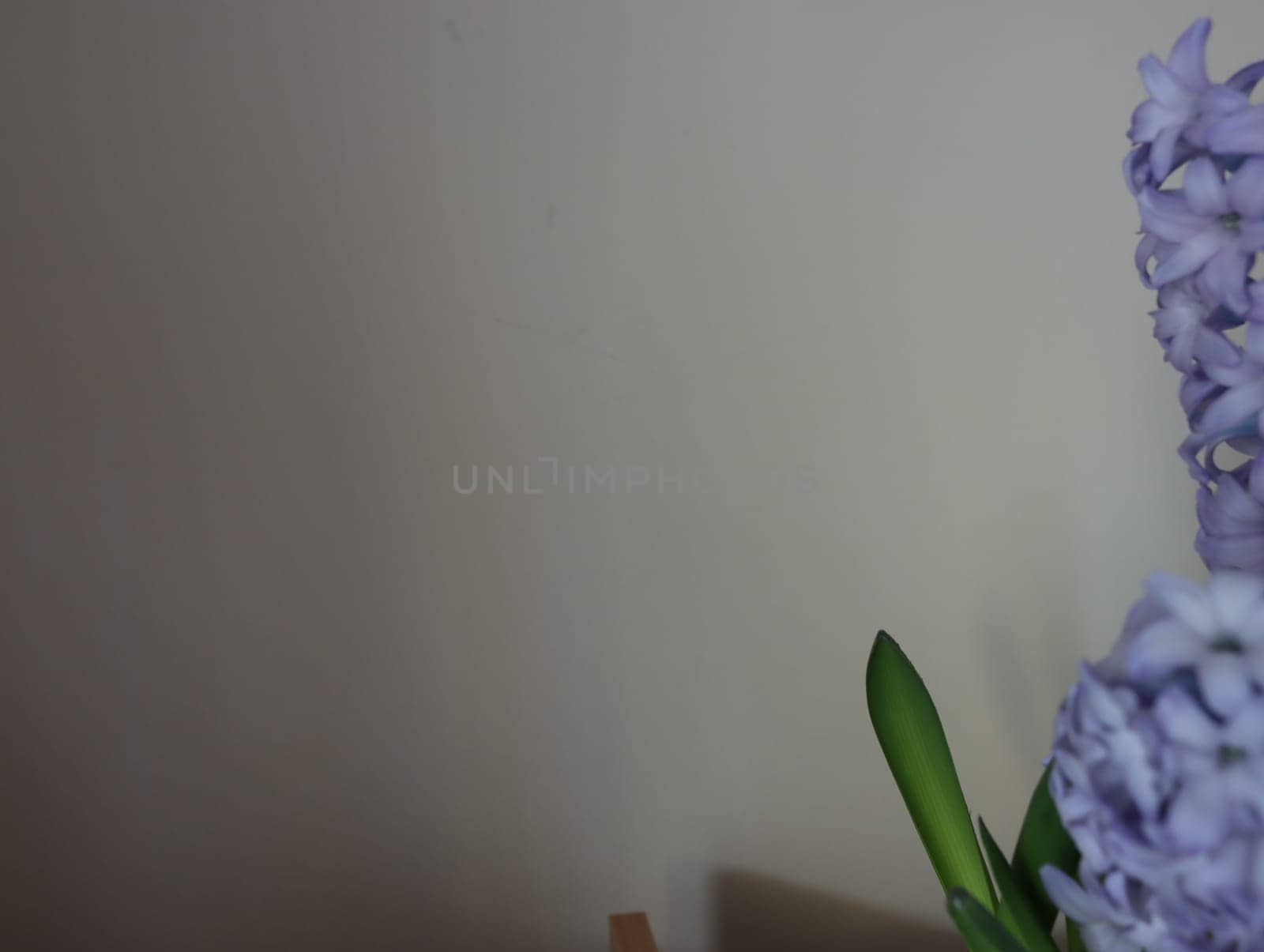 beautiful natural flowers aromatic spring romanticism gift