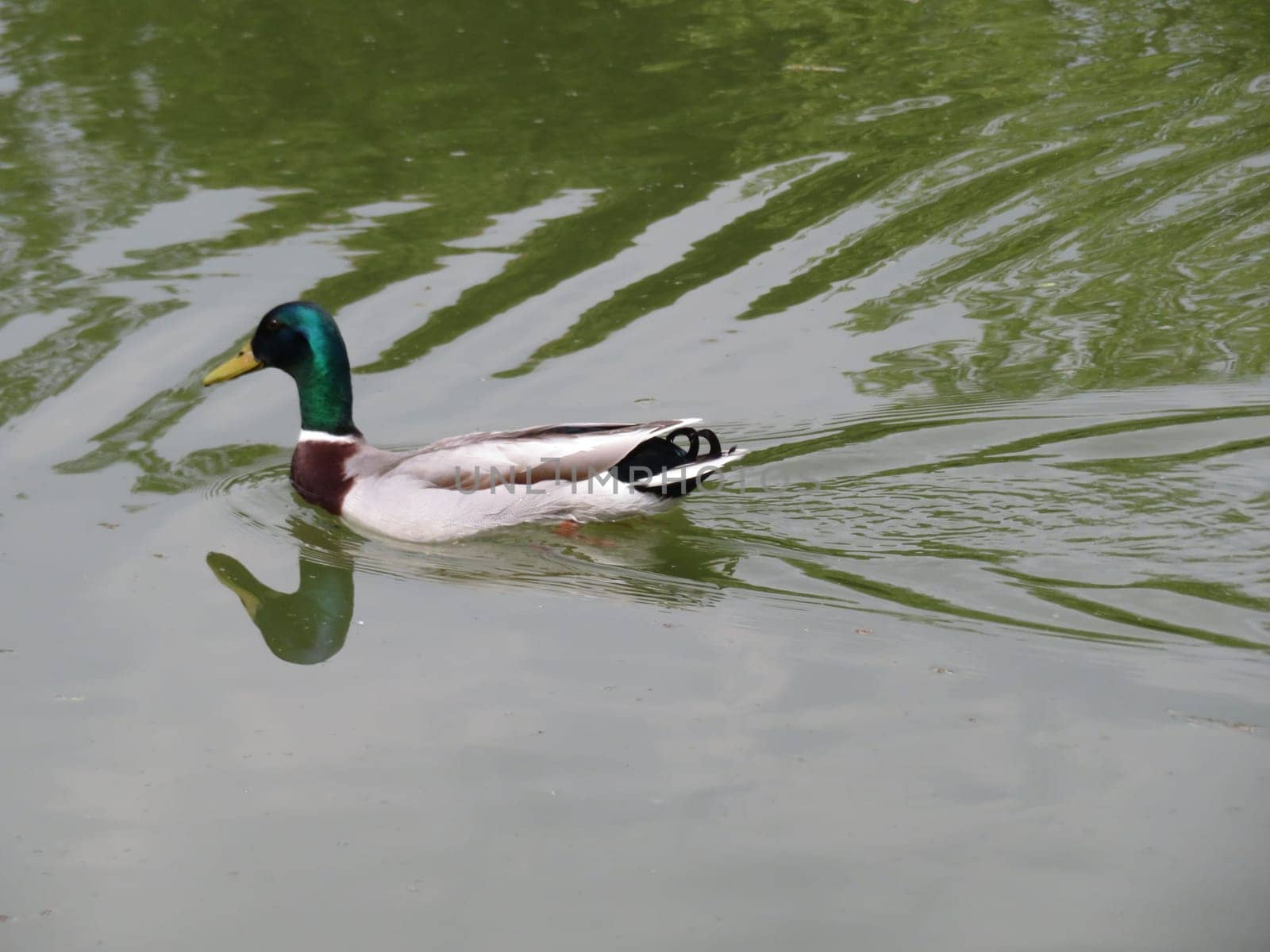 duck bird feathers swimming colors beak fly beautiful