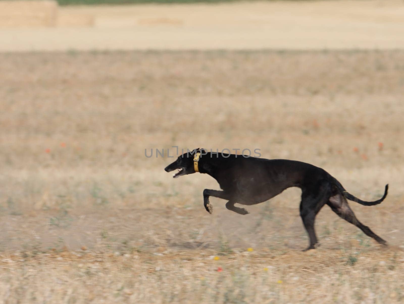 greyhound race fast dog domestic animal field hare hunting