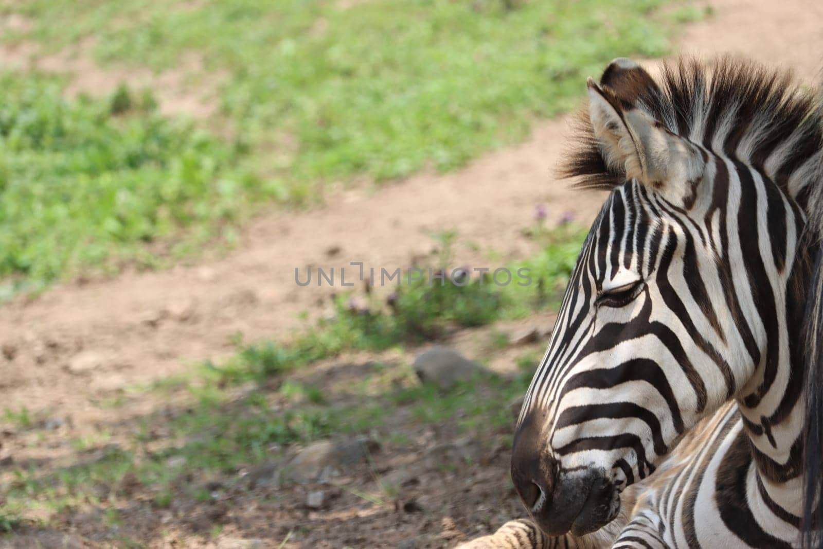 beautiful zebras wild animals herbivores fast stripes