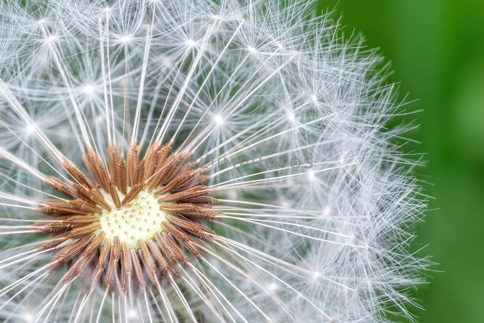 Dandelion seeds on green background