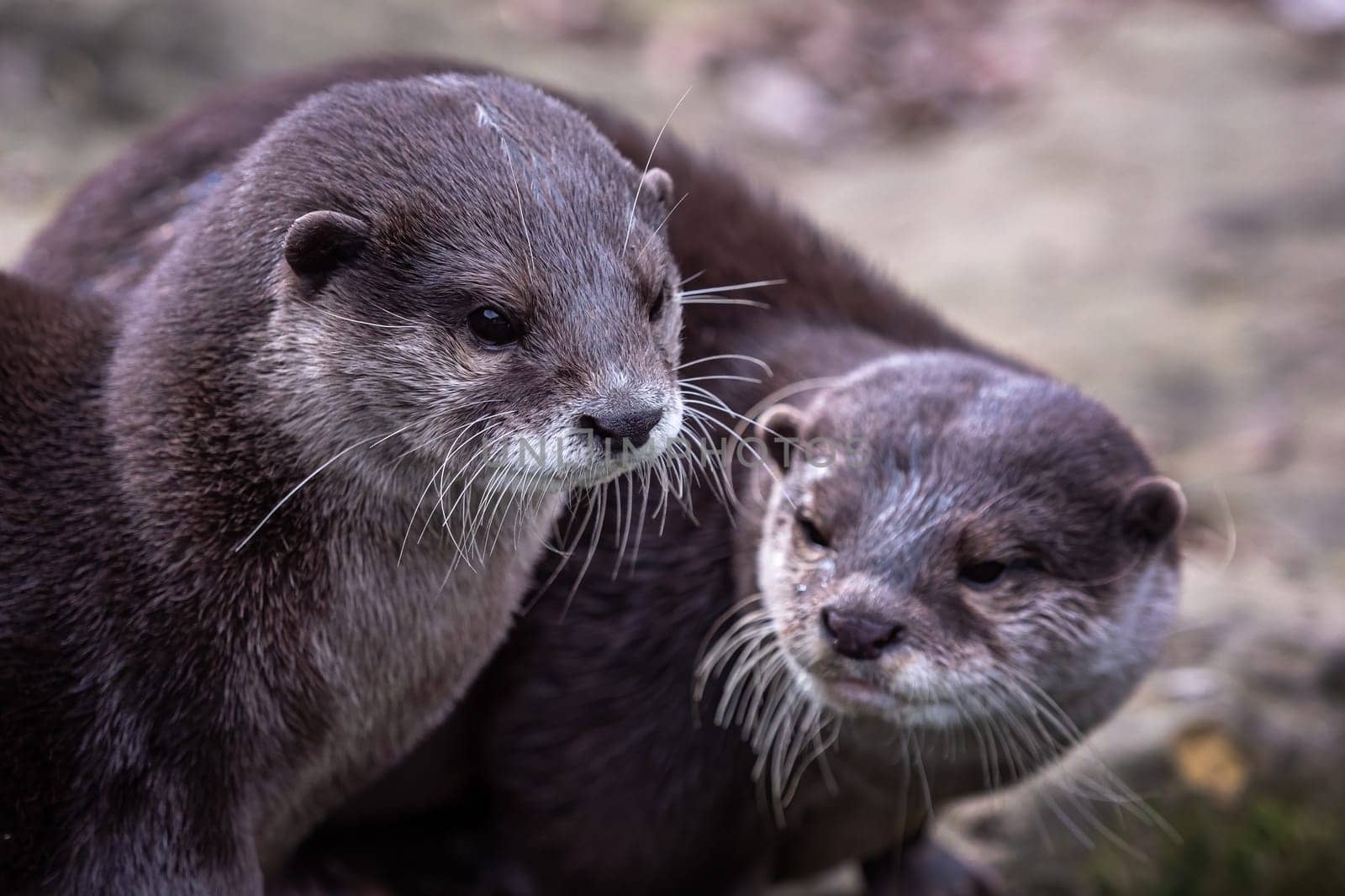 Two asian small clawed otters, Aonyx cinereus
