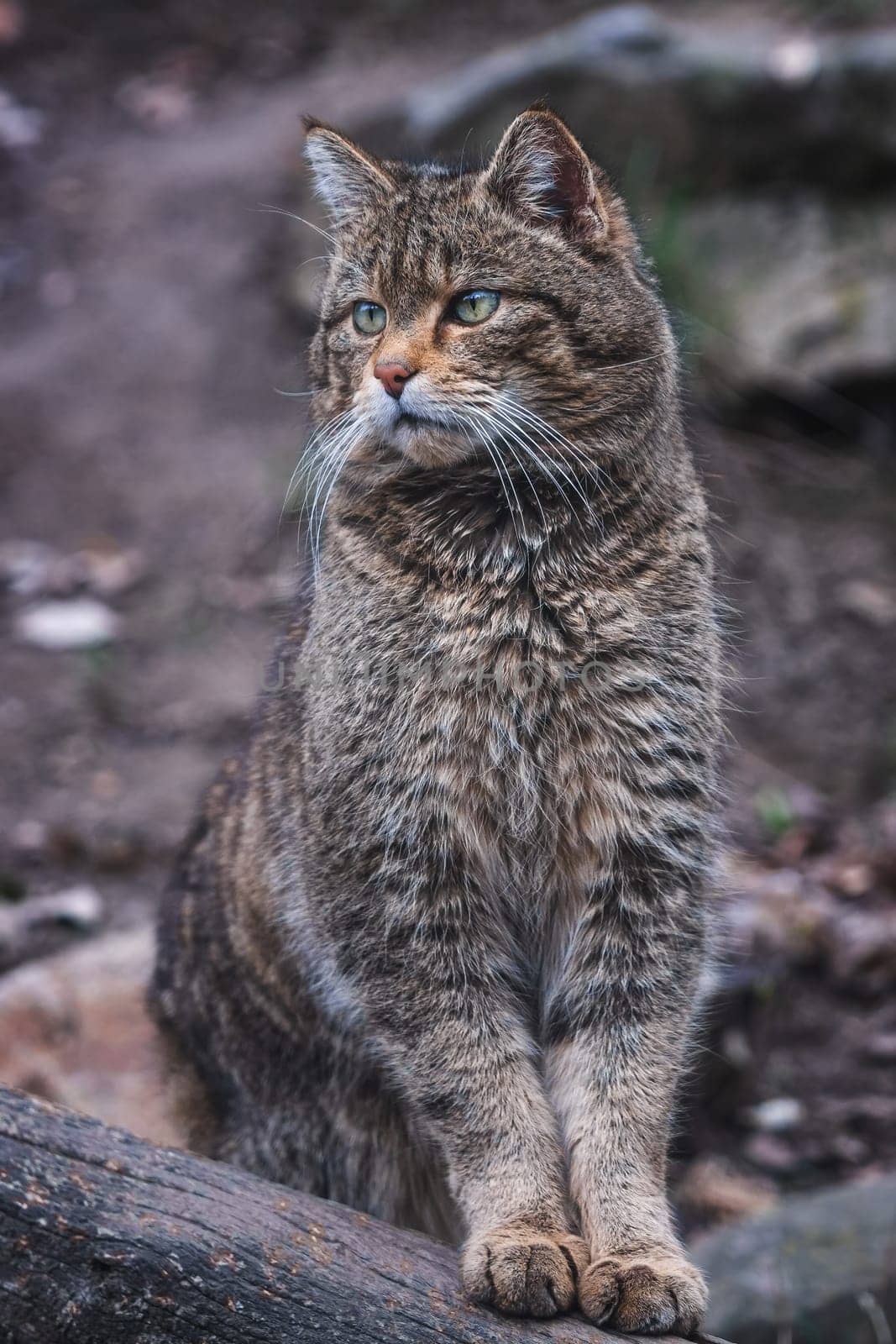 European wild cat, Felis silvestris