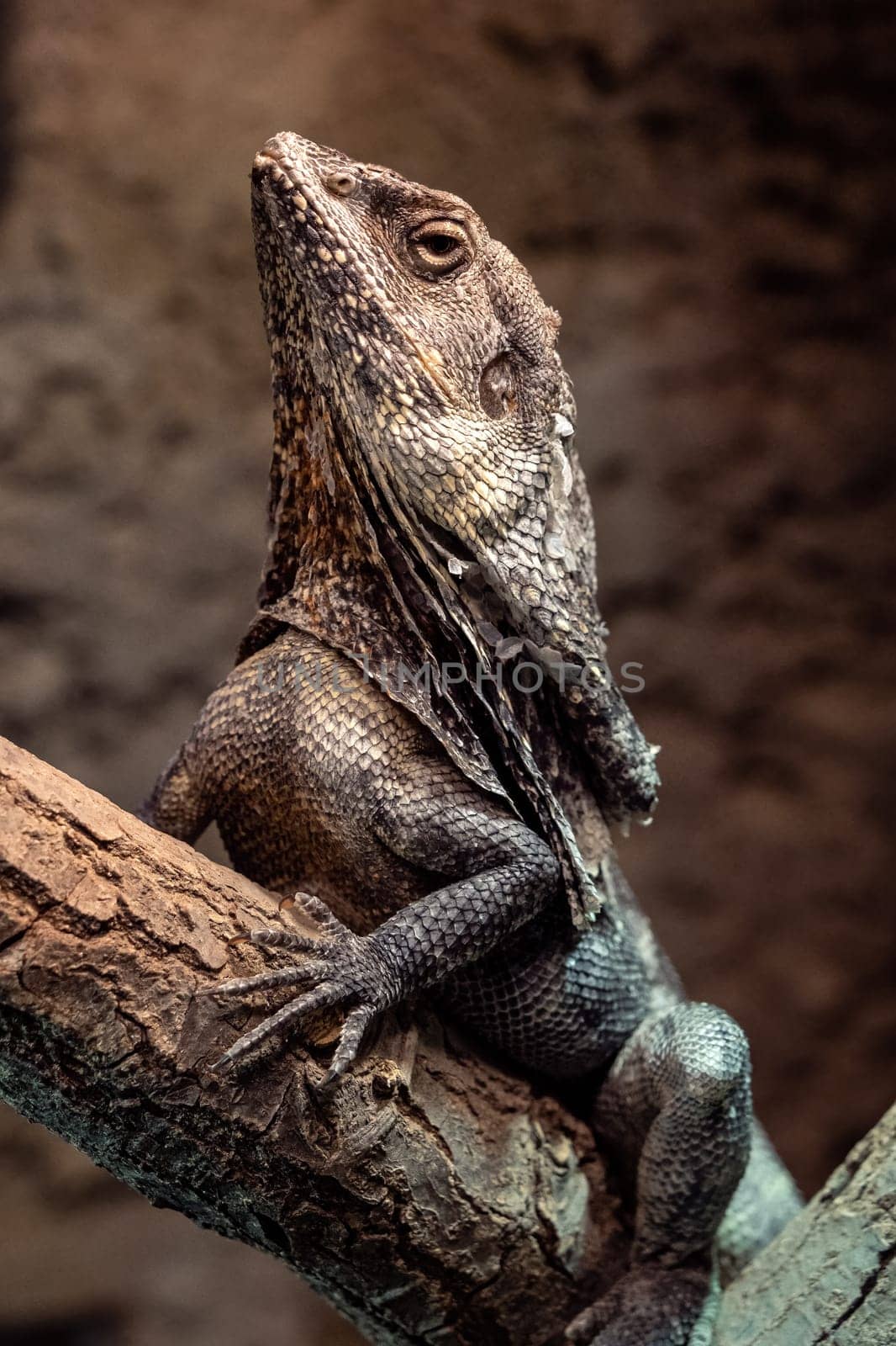 Frilled Lizard (Chlamydosaurus kingii) Clamidosaurio on tree branch