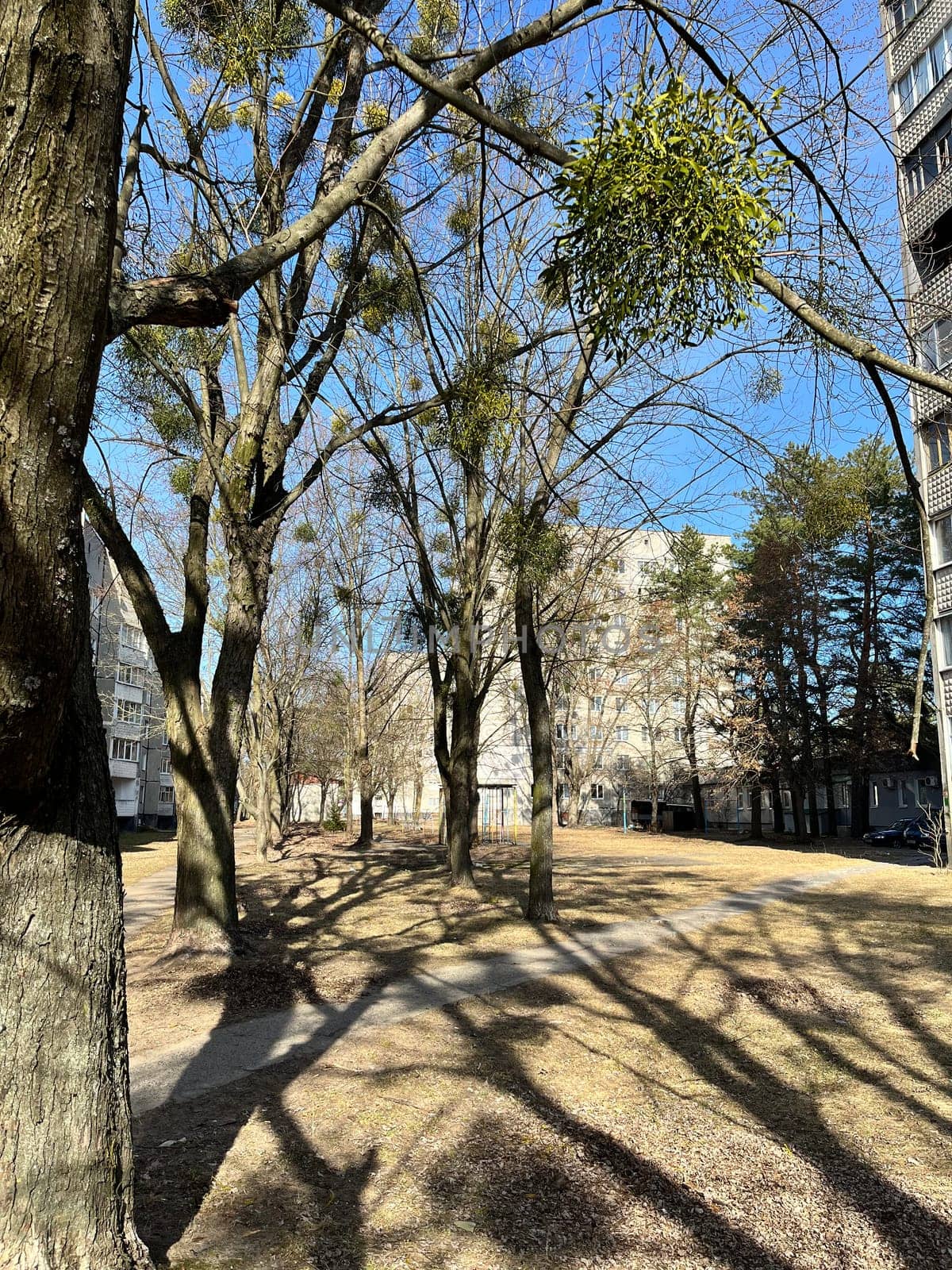 mistletoe is a parasite plant on a tree in the city