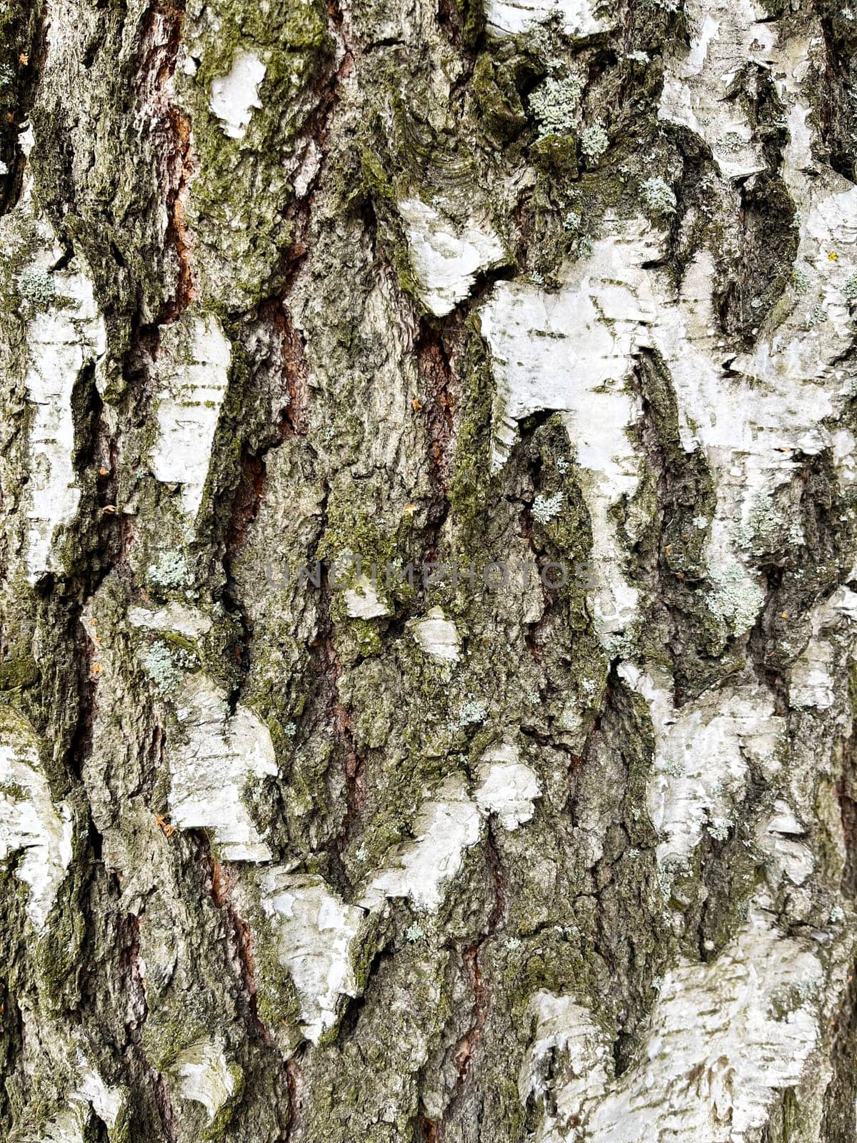 a close-up photo of birch bark