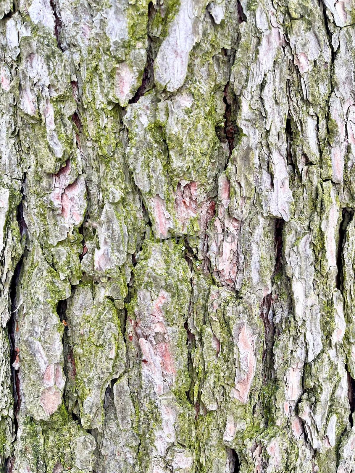 close-up photo of pine bark with moss