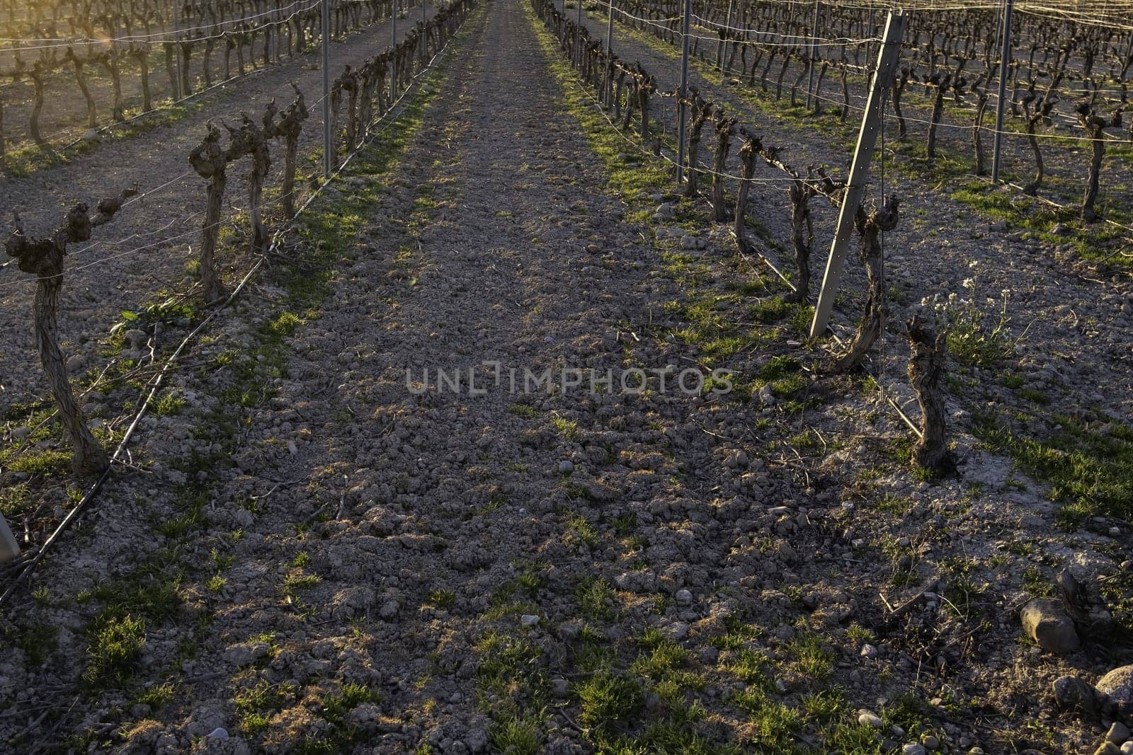Old vineyard for the wine, fruit and alcoholic beverage industry