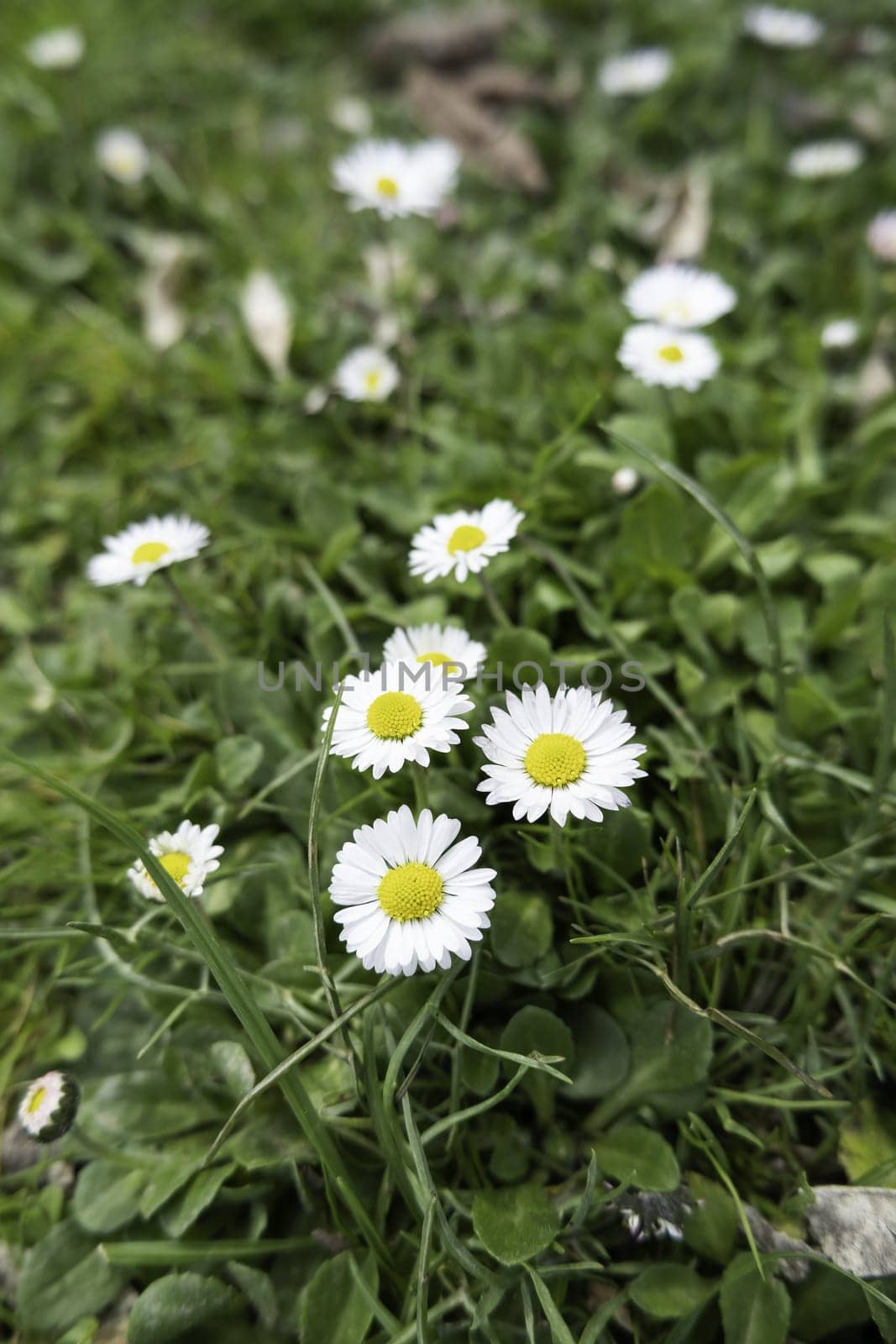 Detail of wild flowers in the environment, natural and healthy life