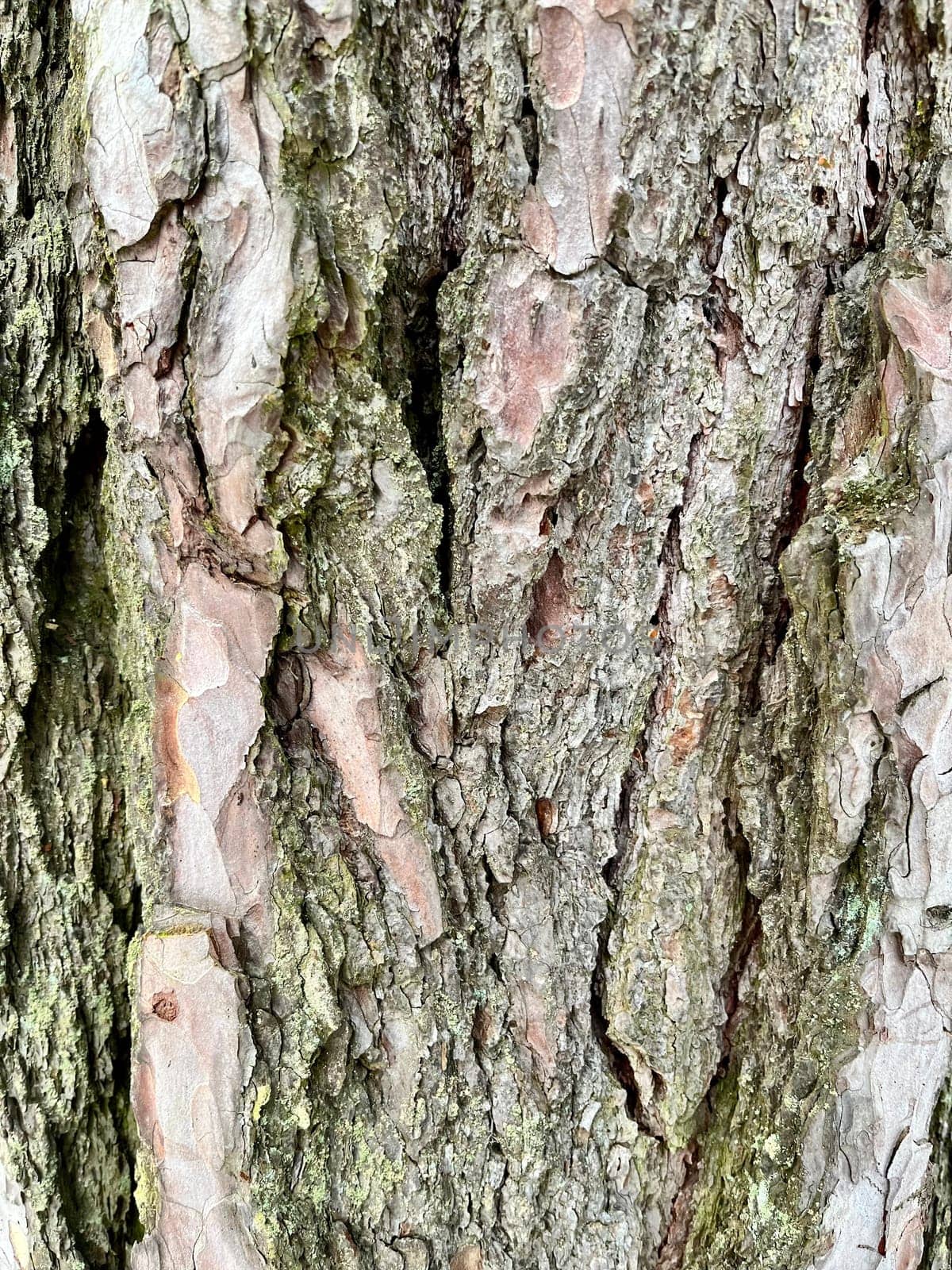 a large photo of the bark of a poplar tree covered with moss