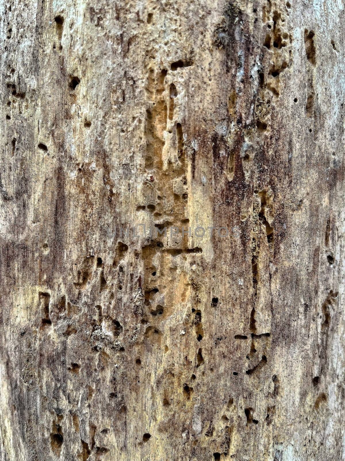 a close-up photo of the bark of a pine tree