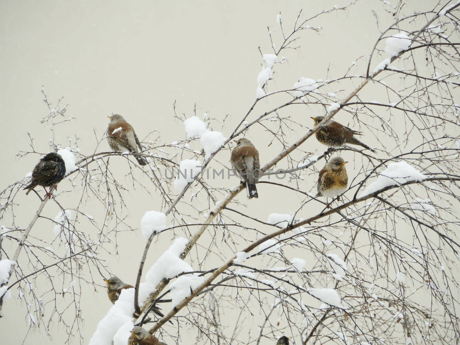 flock of thrushes fieldfare perched on the branches of a snow-covered tree, winter snowfall