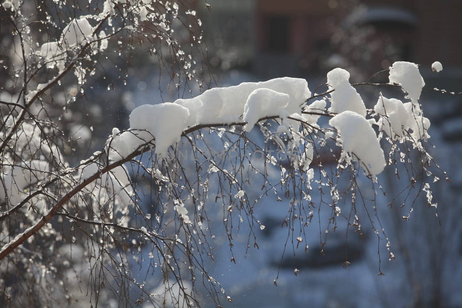 Winter snow-covered tree branches after a blizzard