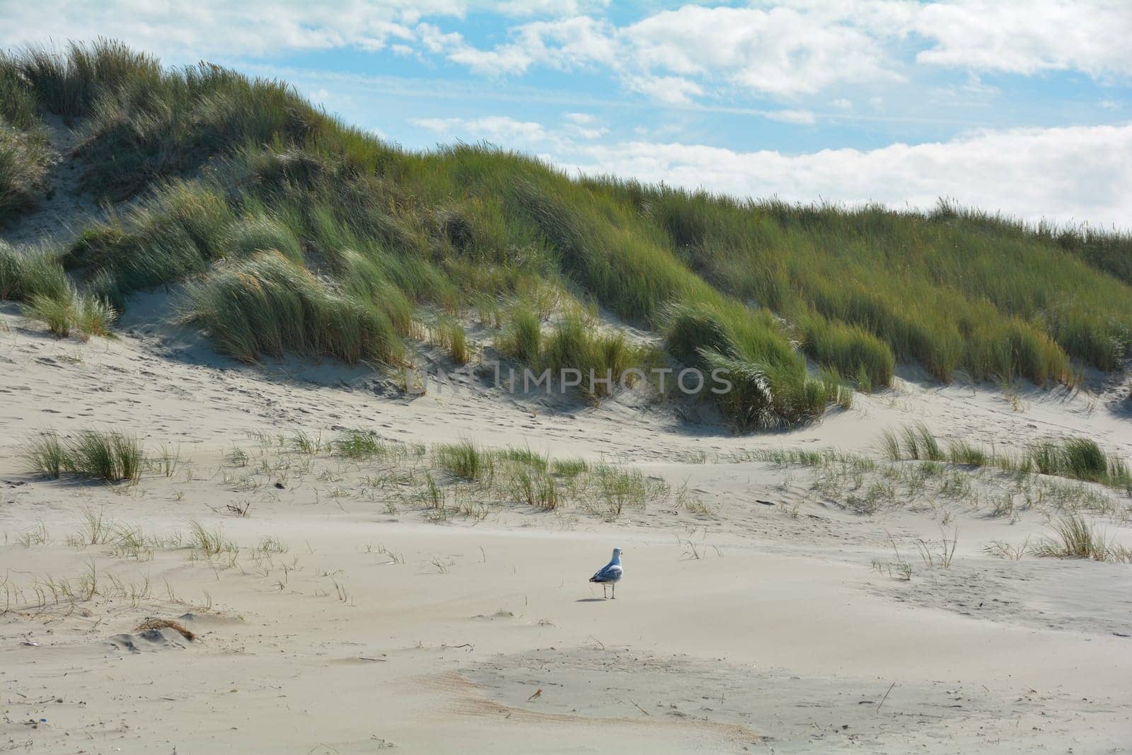 Scenery behind the sandy dunes on the North Sea coast in the Netherlands on the island Schouwen-Duiveland with a seagull