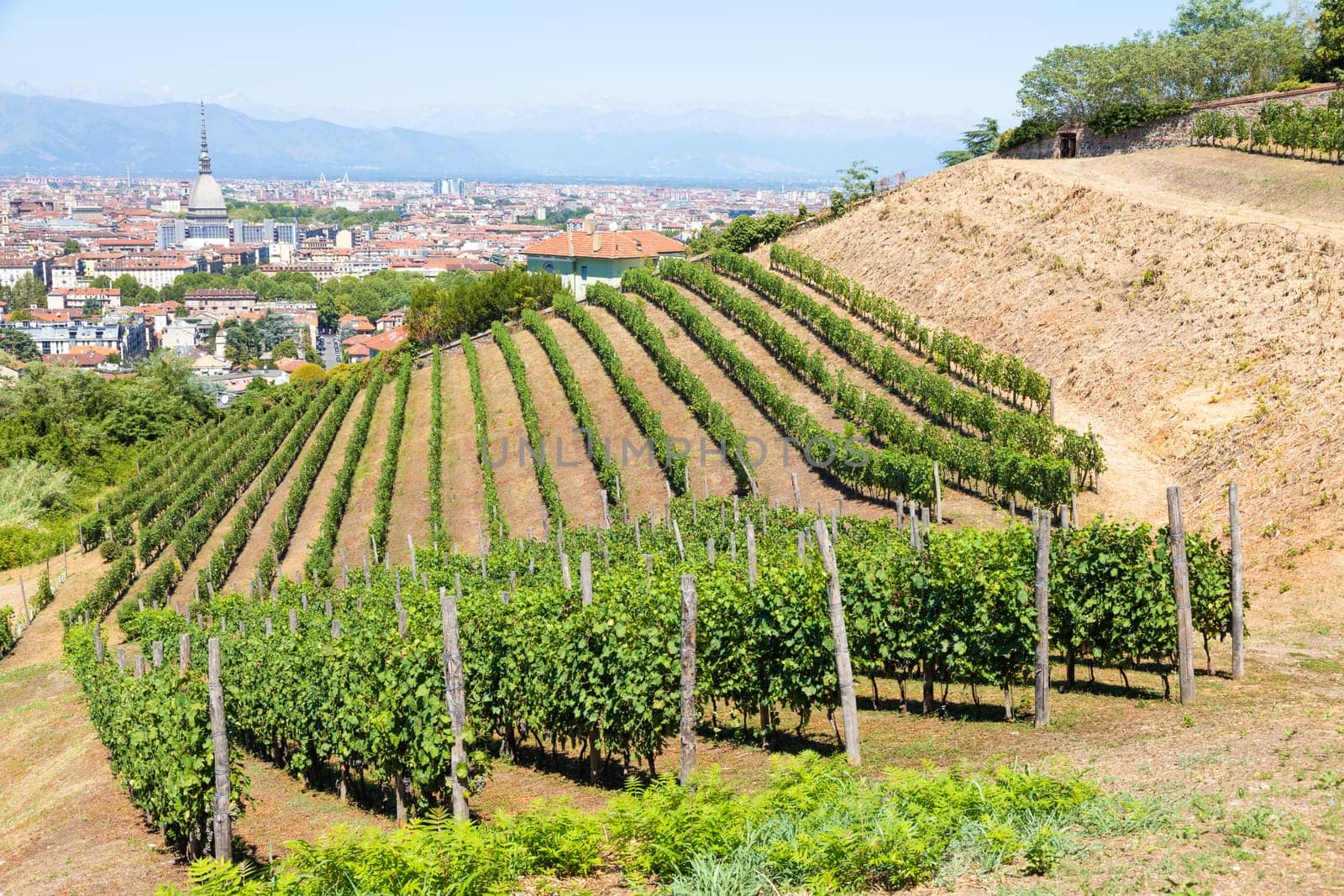 Turin, Italy - August 2022: panorama with Mole Antonelliana monument, wineyard and Alps mountains