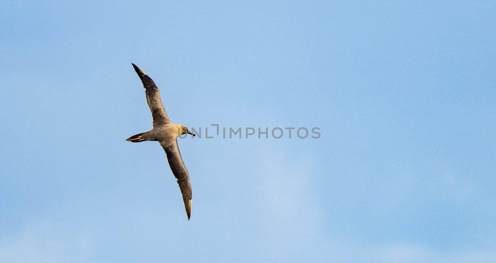 Dark albatross (Phoebetria fusca) a sooty black albatross with characteristically long, narrow wings and a narrowly tapering tail glides elegantly through the air in soaring flight