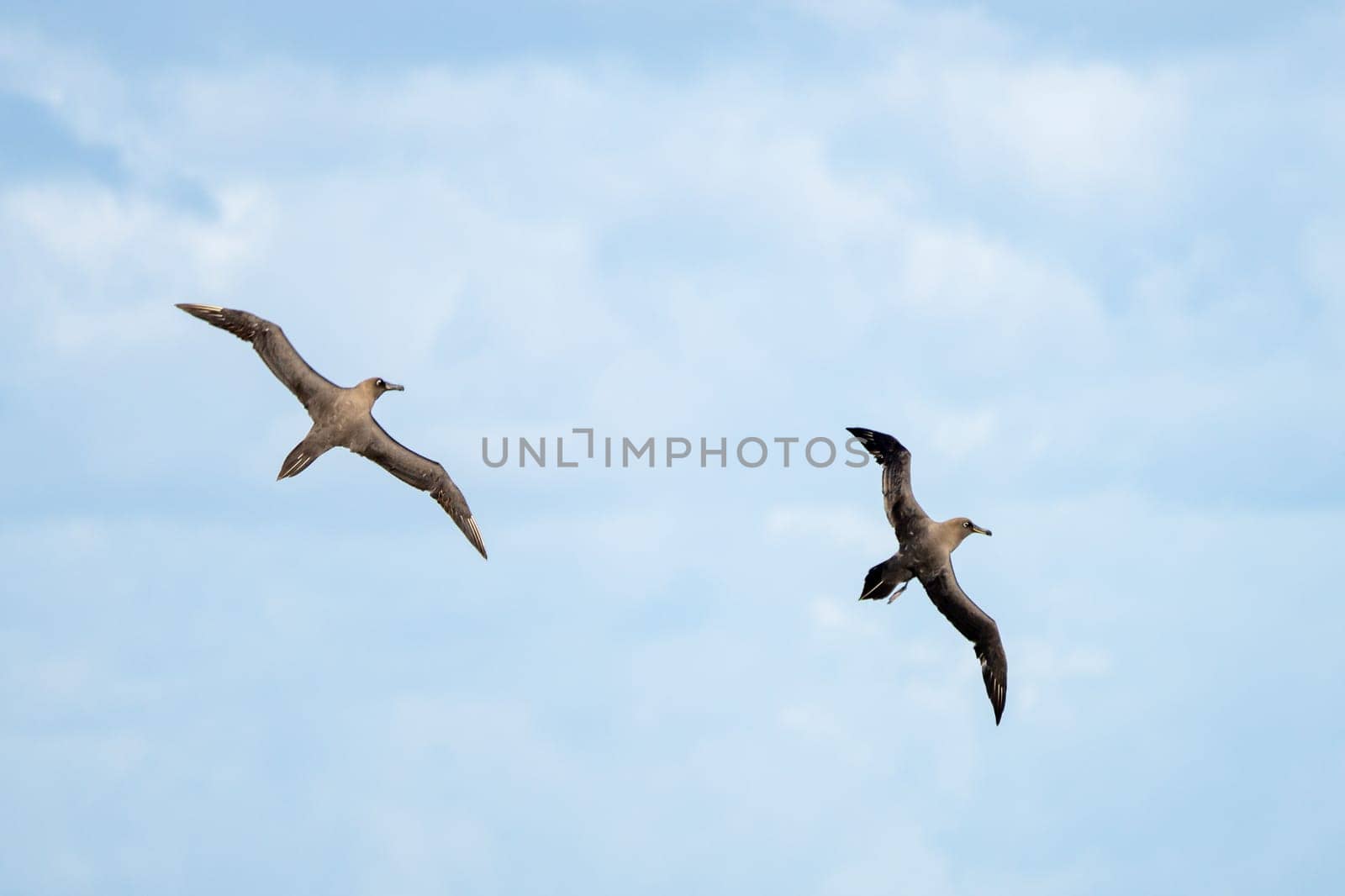 Dark albatross (Phoebetria fusca) a sooty black albatross with characteristically long, narrow wings and a narrowly tapering tail glides elegantly through the air in soaring flight