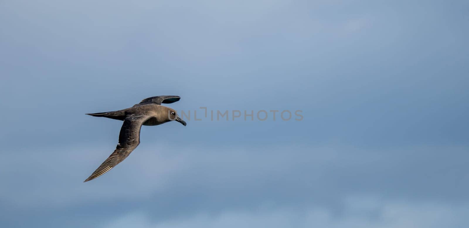 Dark albatross (Phoebetria fusca) a sooty black albatross with characteristically long, narrow wings and a narrowly tapering tail glides elegantly through the air in soaring flight