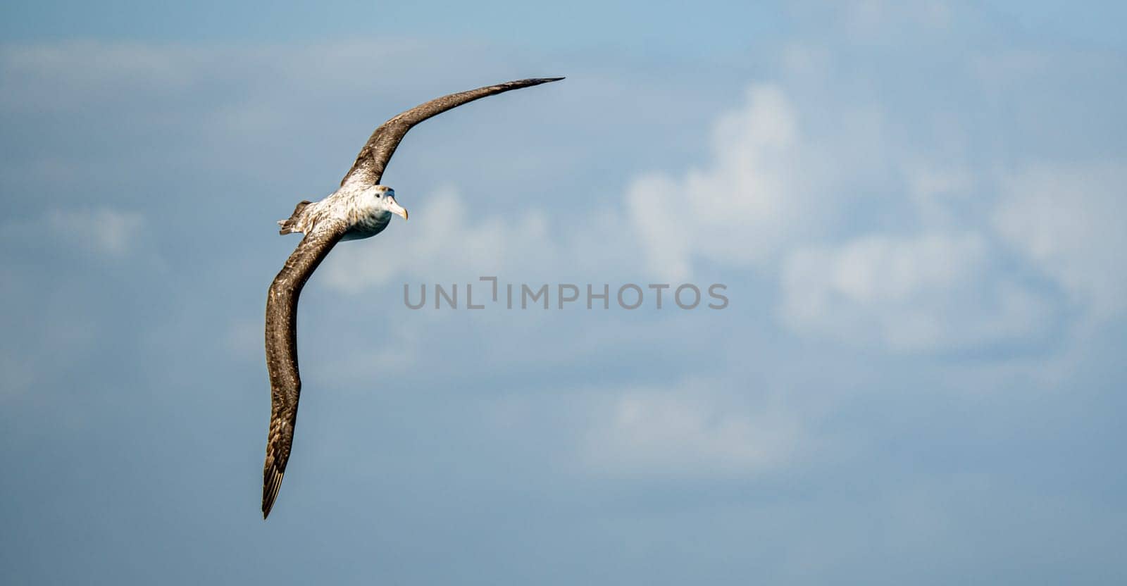 Wandering albatross (Diomedea exulans) - the bird with the largest wingspan in the world soars over the blue sea in gliding flight