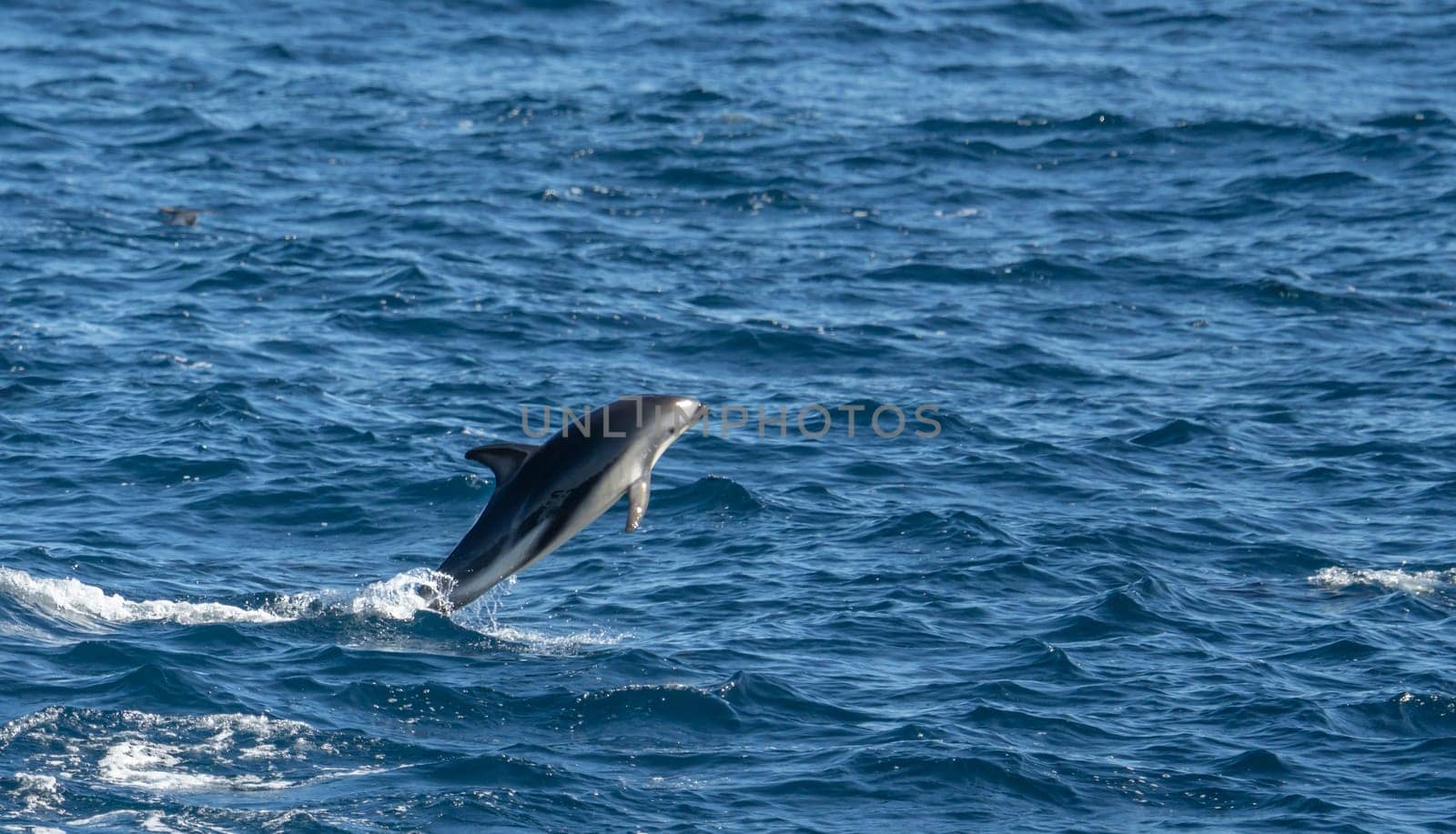 Playful, jumping black dolphin (Lagernohynchus obscurus) in the open sea
