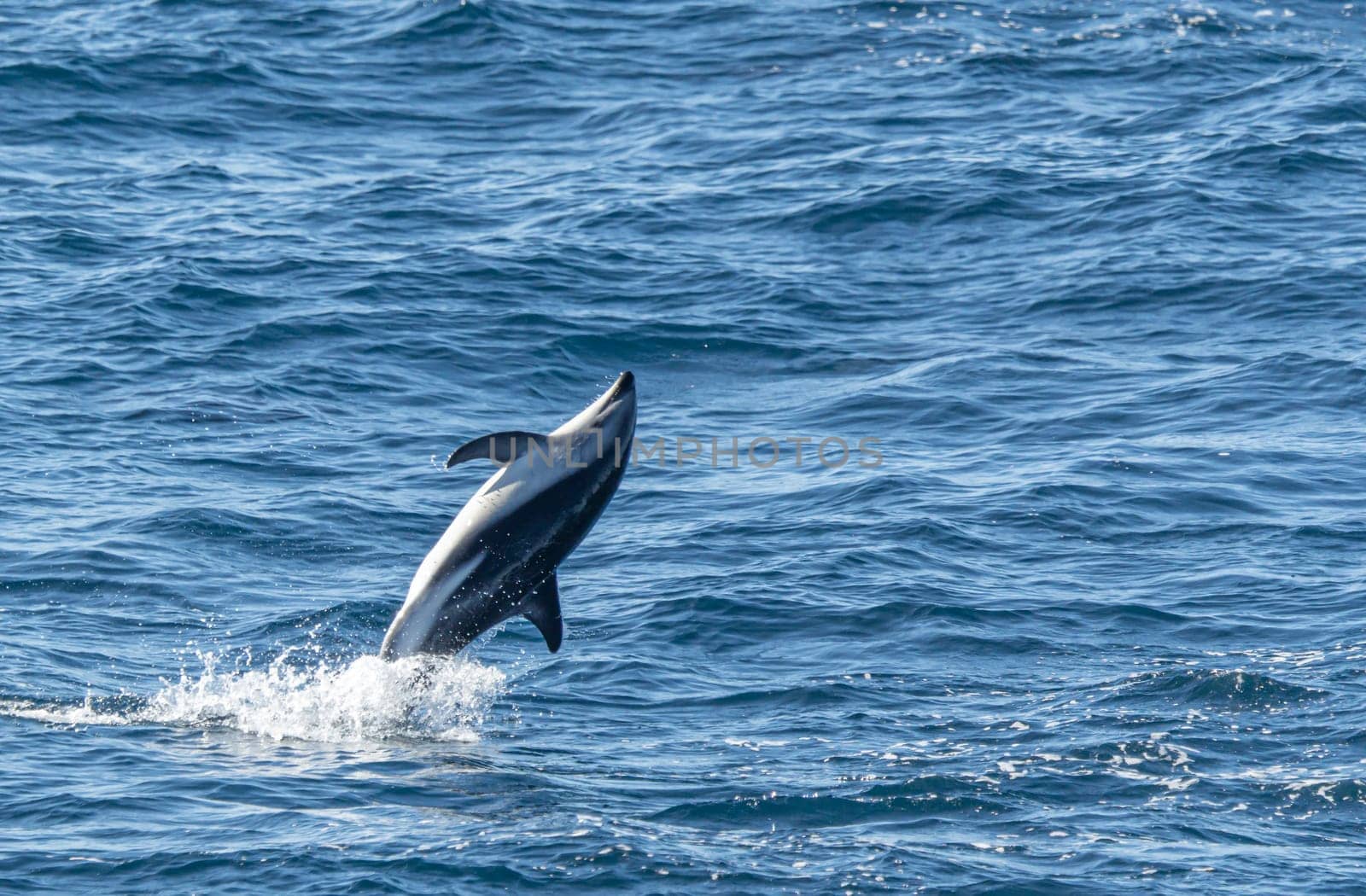 Playful, jumping black dolphin (Lagernohynchus obscurus) in the open sea