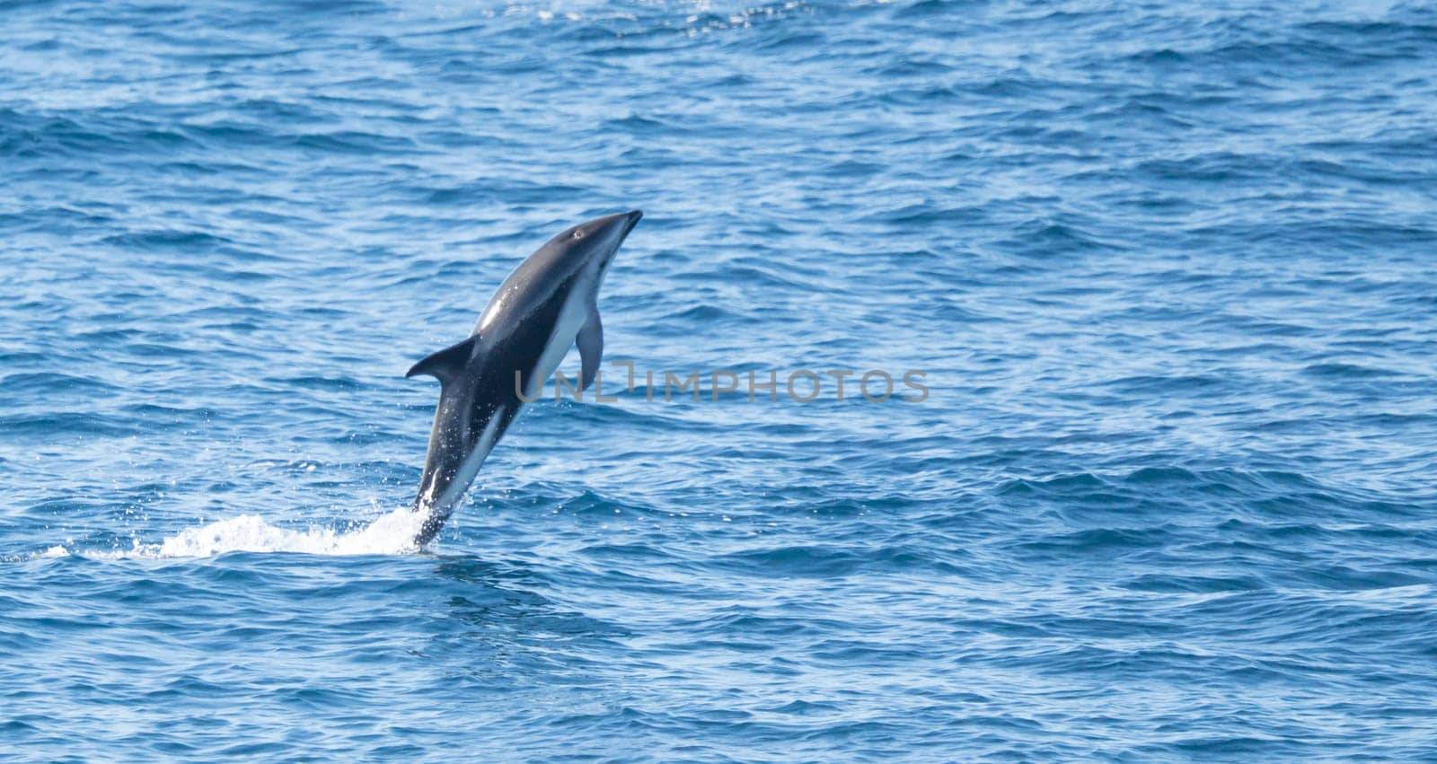 Playful, jumping black dolphin (Lagernohynchus obscurus) in the open sea