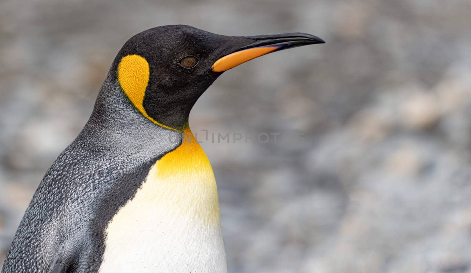 Lateral close-up of the head of a pretty king penguin, cropped against a white background
